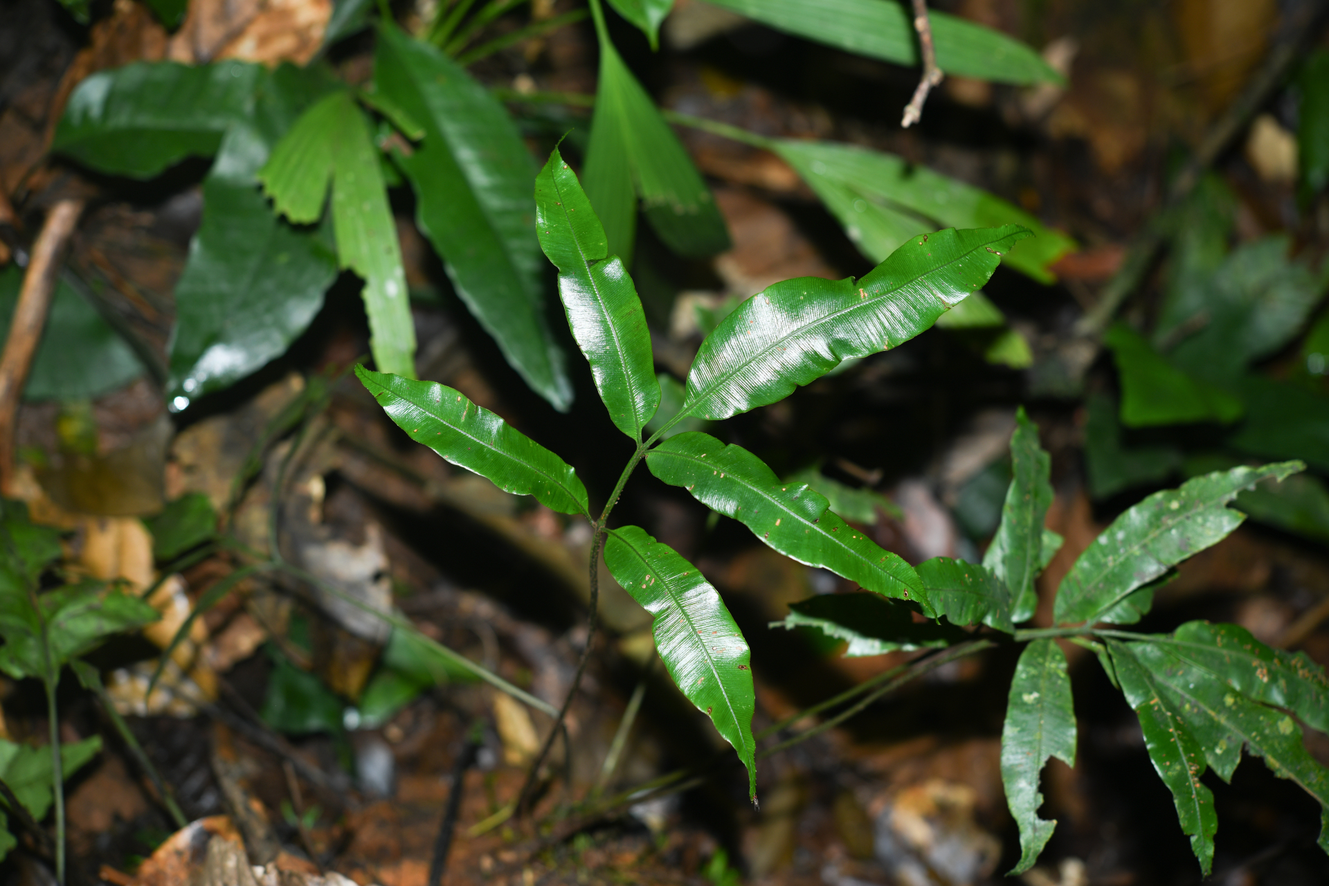Danaea nigrescens Jenman - Photo Bivouac Naturaliste