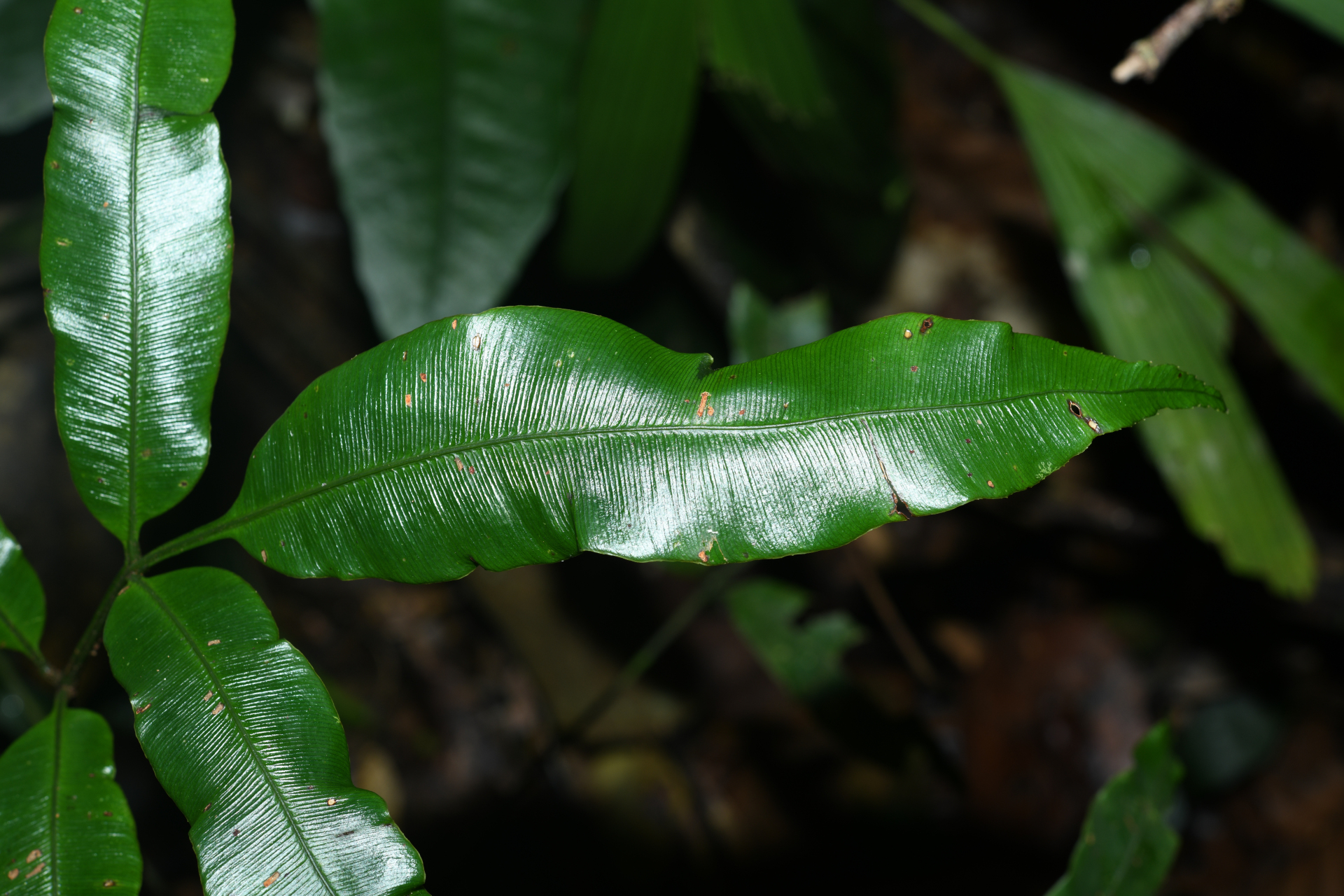 Danaea nigrescens Jenman - Photo Bivouac Naturaliste