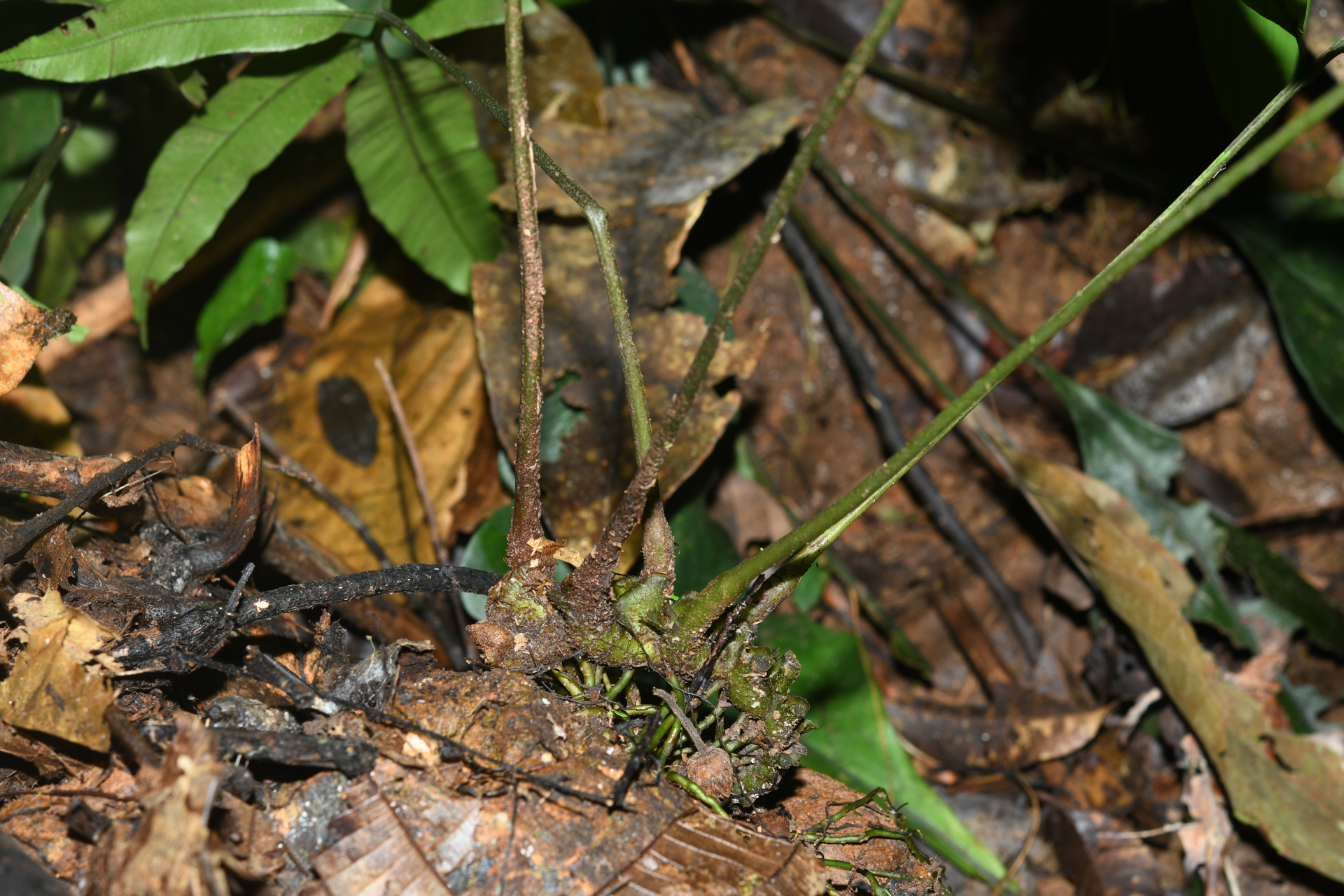 Danaea nigrescens Jenman - Photo Bivouac Naturaliste