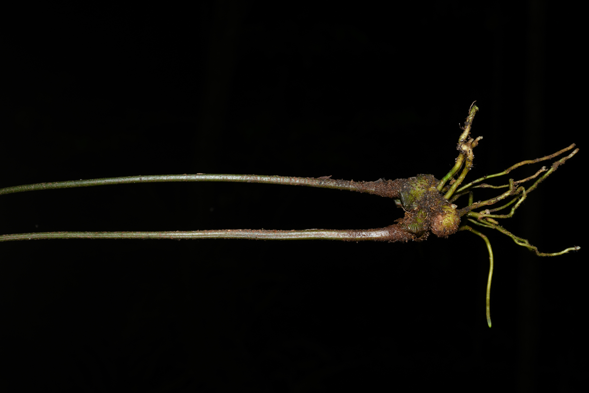 Danaea nigrescens Jenman - Photo Bivouac Naturaliste