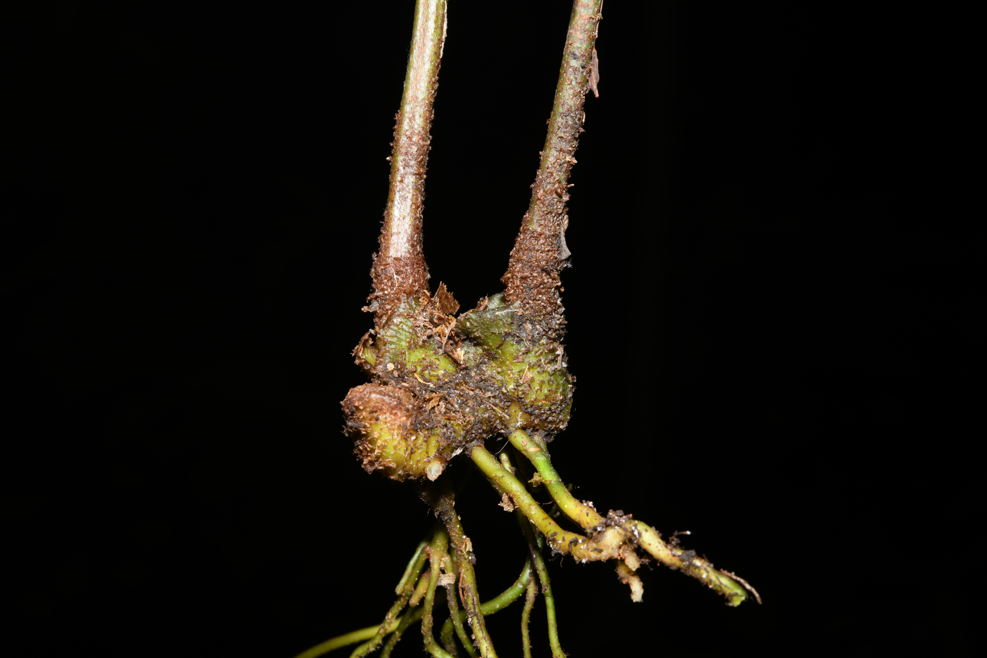 Danaea nigrescens Jenman - Photo Bivouac Naturaliste
