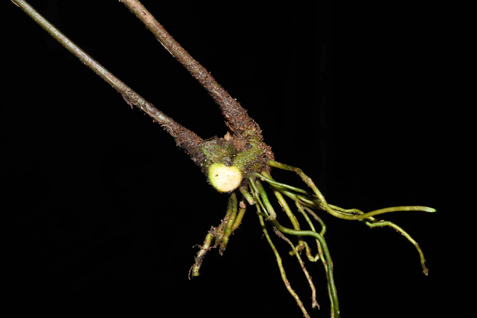 Danaea nigrescens Jenman - Photo Bivouac Naturaliste