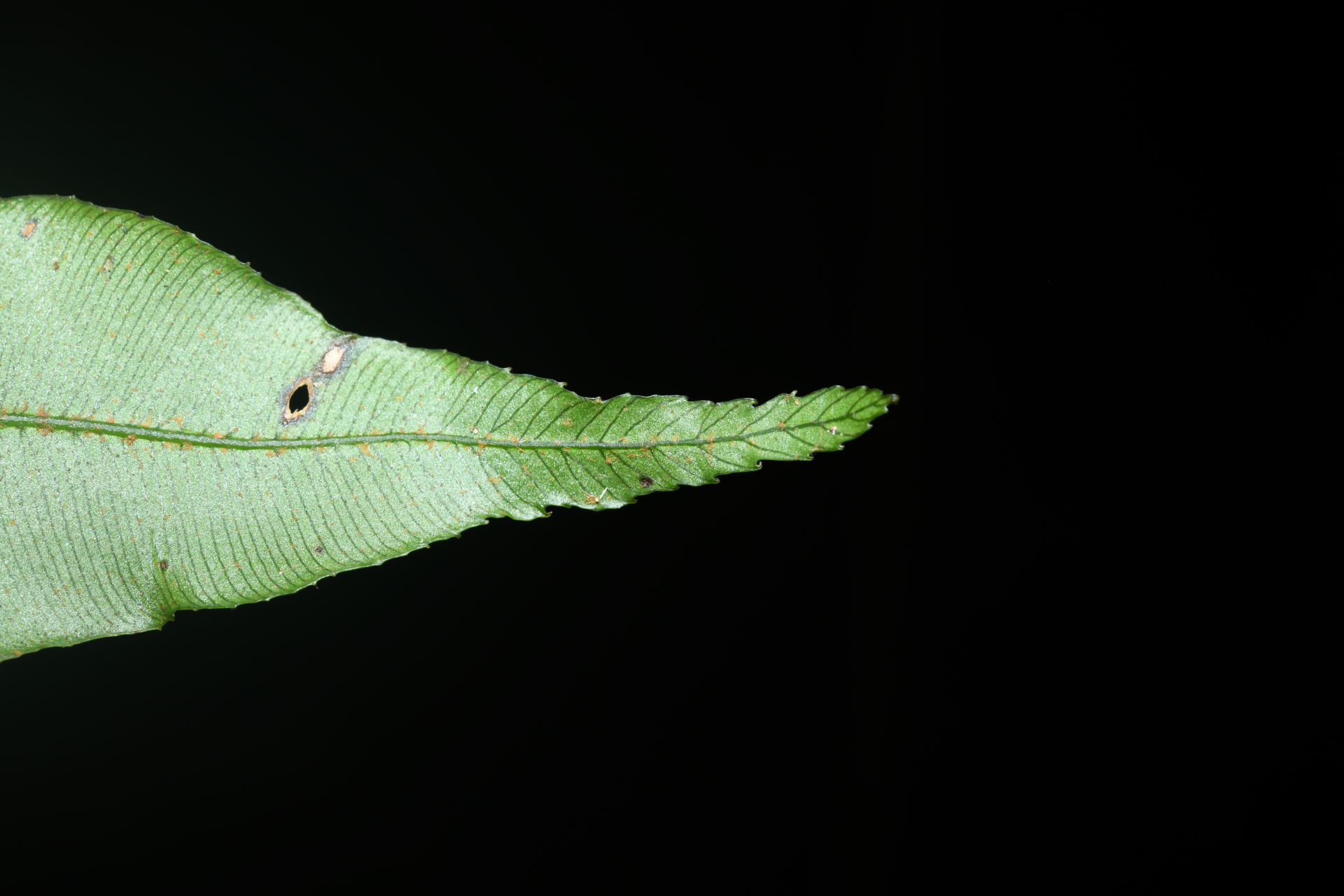 Danaea nigrescens Jenman - Photo Bivouac Naturaliste