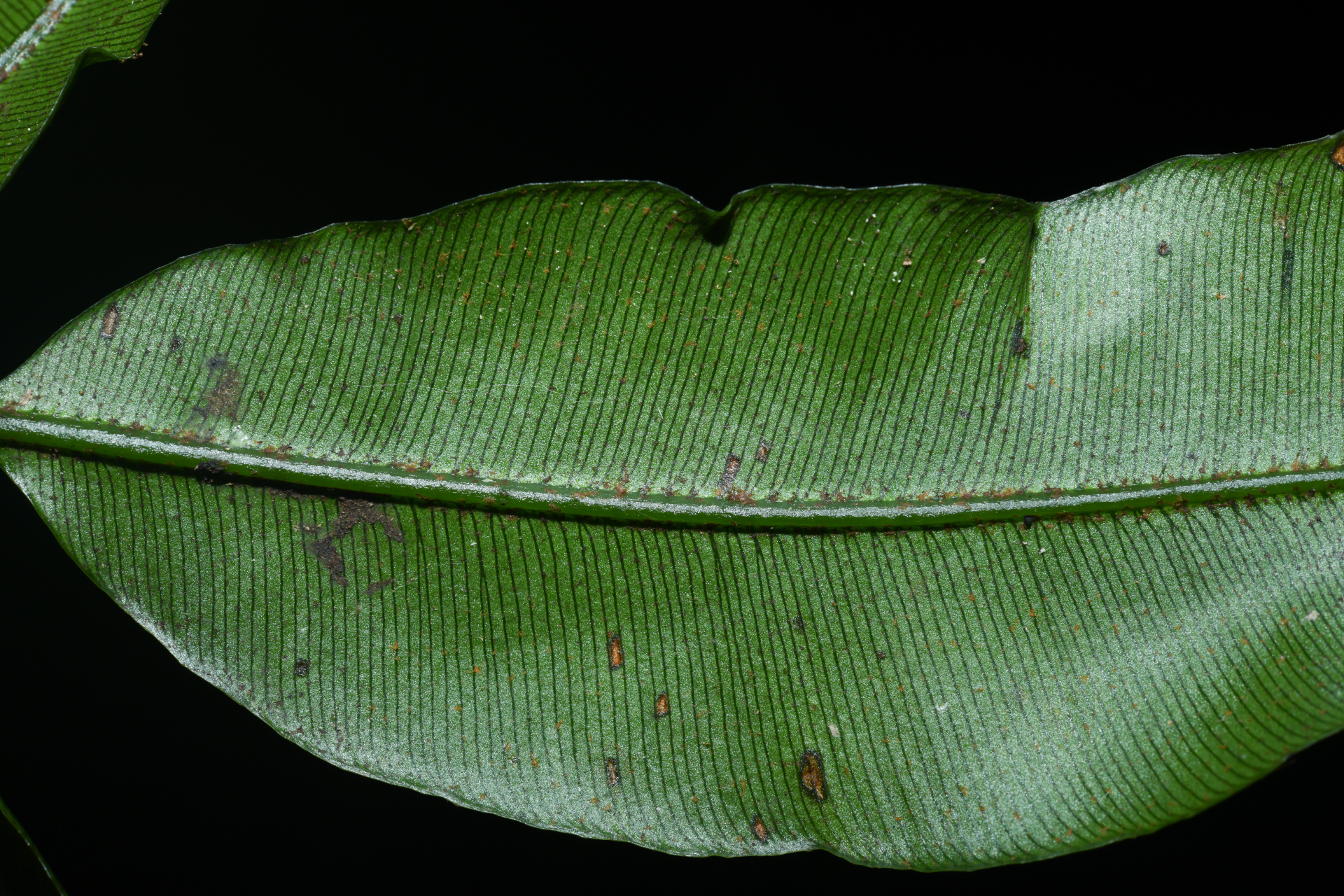 Danaea nigrescens Jenman - Photo Bivouac Naturaliste