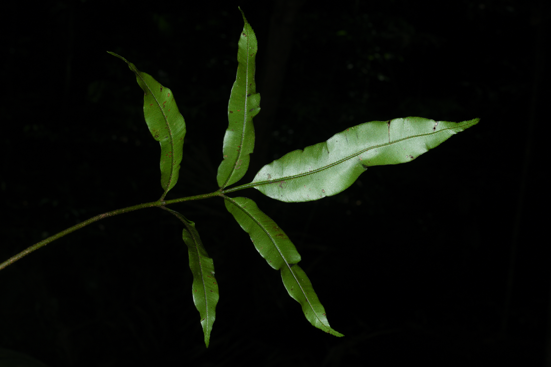 Danaea nigrescens Jenman - Photo Bivouac Naturaliste