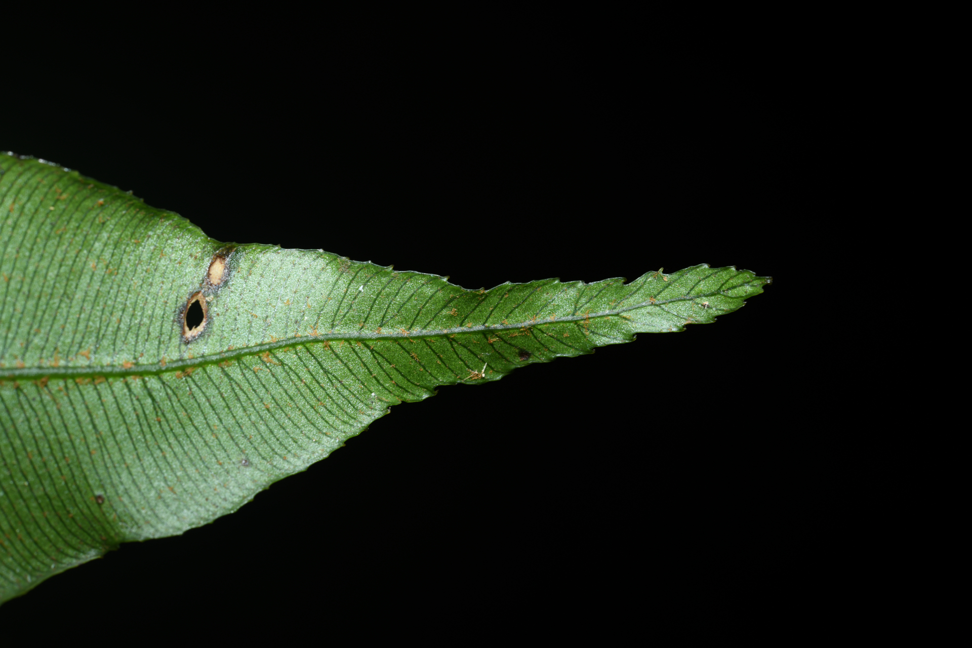 Danaea nigrescens Jenman - Photo Bivouac Naturaliste