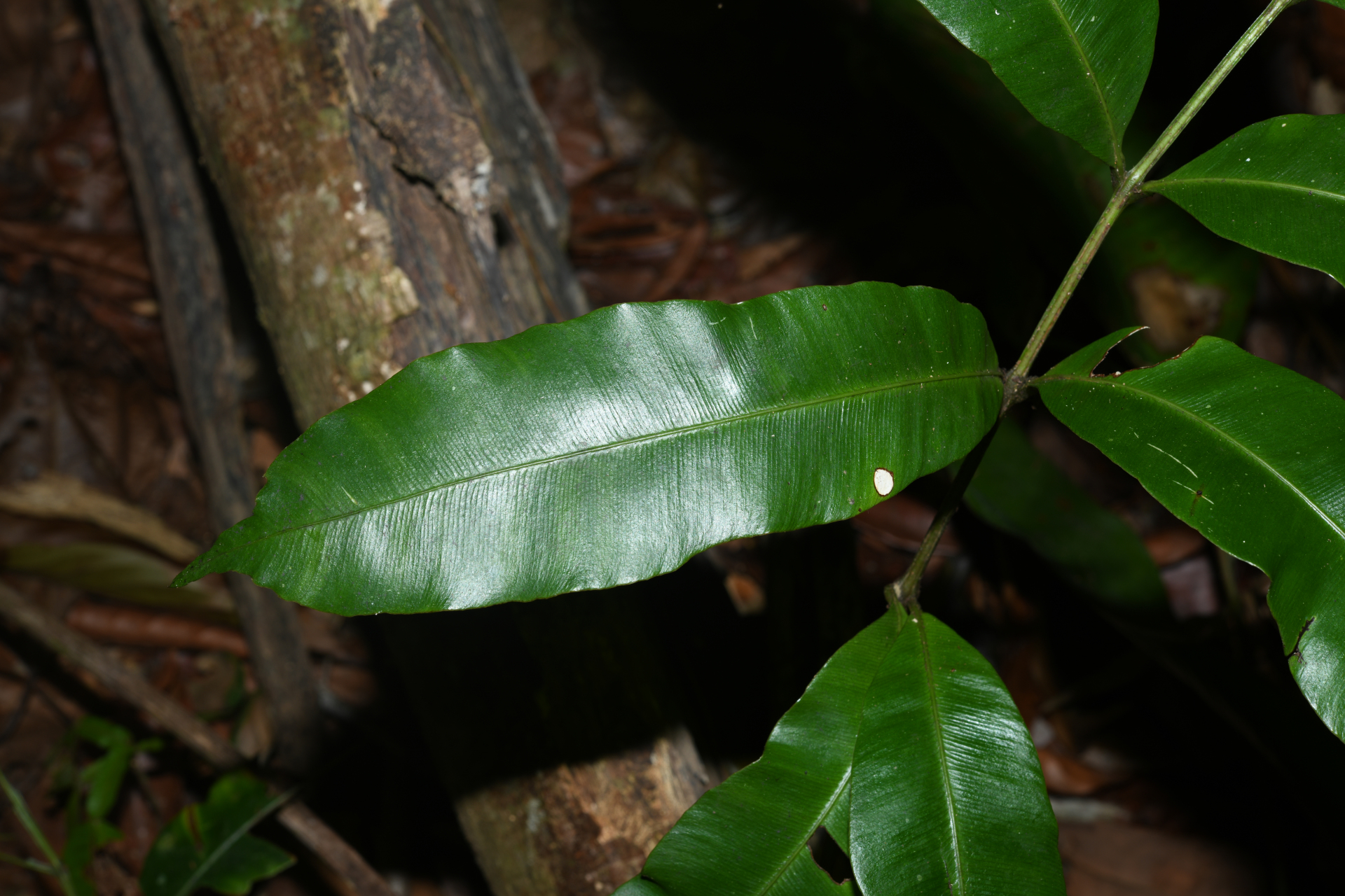 Danaea nigrescens Jenman - Photo Bivouac Naturaliste