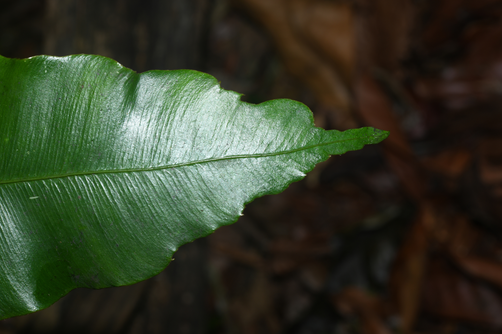 Danaea nigrescens Jenman - Photo Bivouac Naturaliste