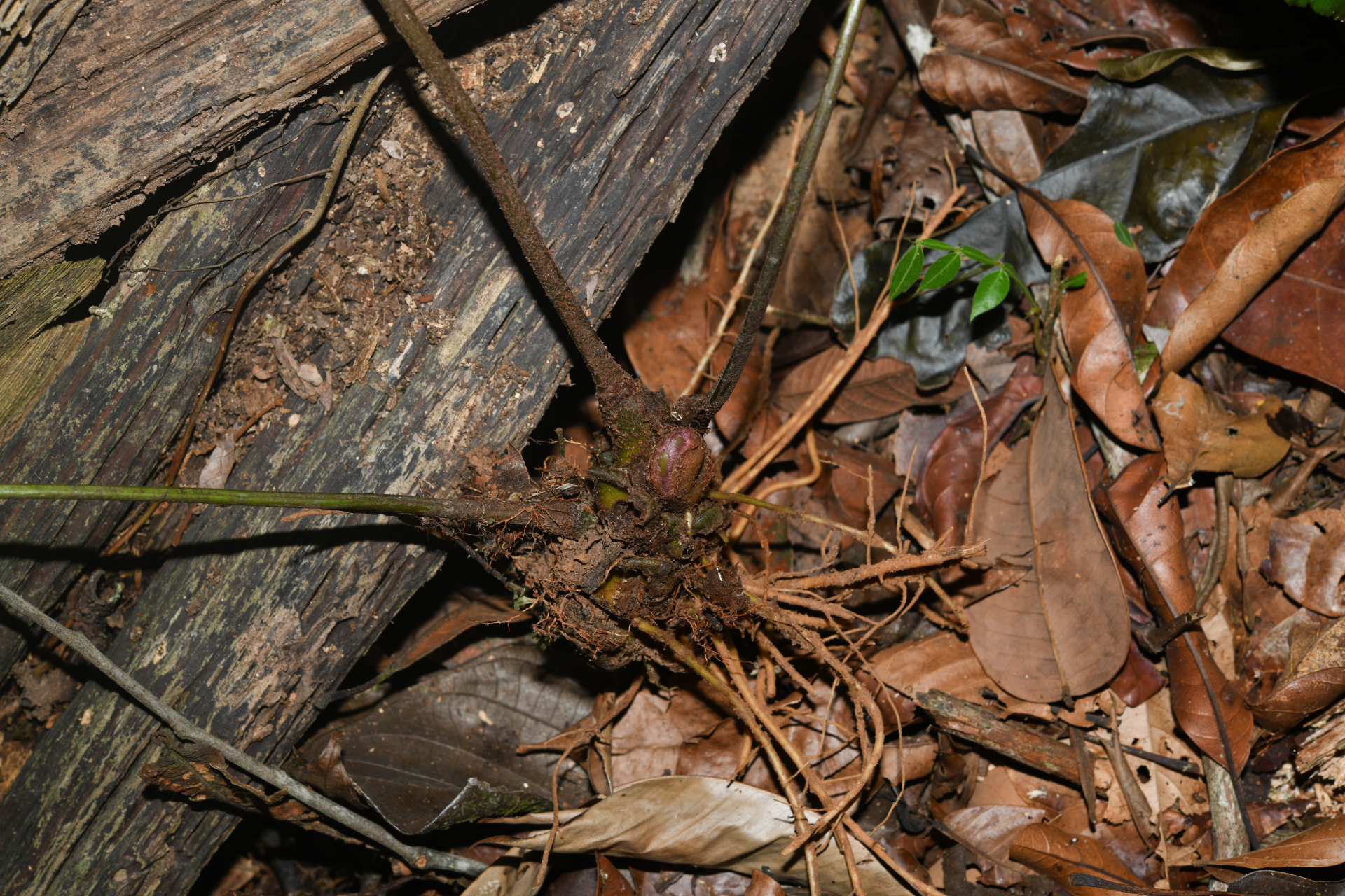 Danaea nigrescens Jenman - Photo Bivouac Naturaliste