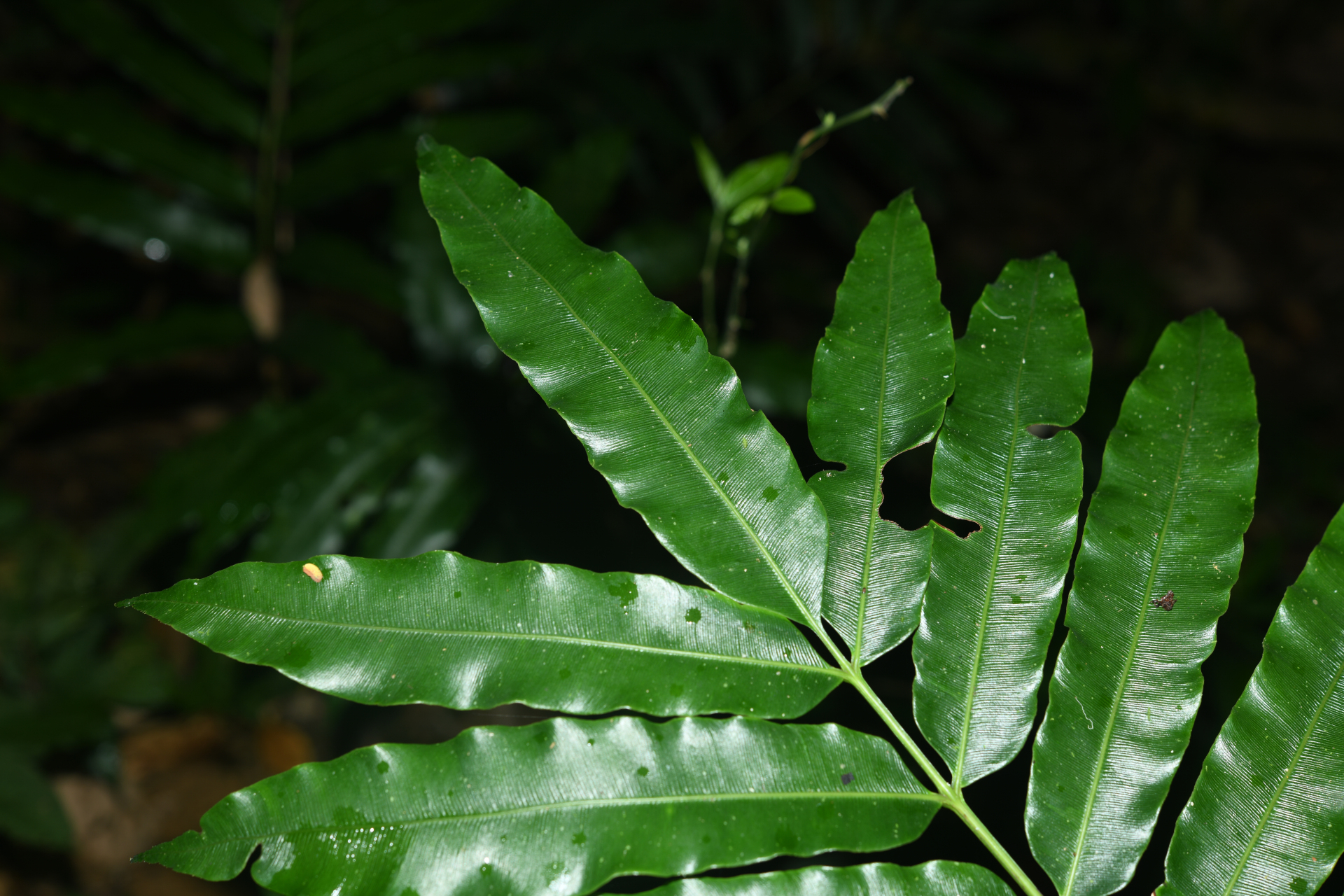 Danaea nigrescens Jenman - Photo Bivouac Naturaliste