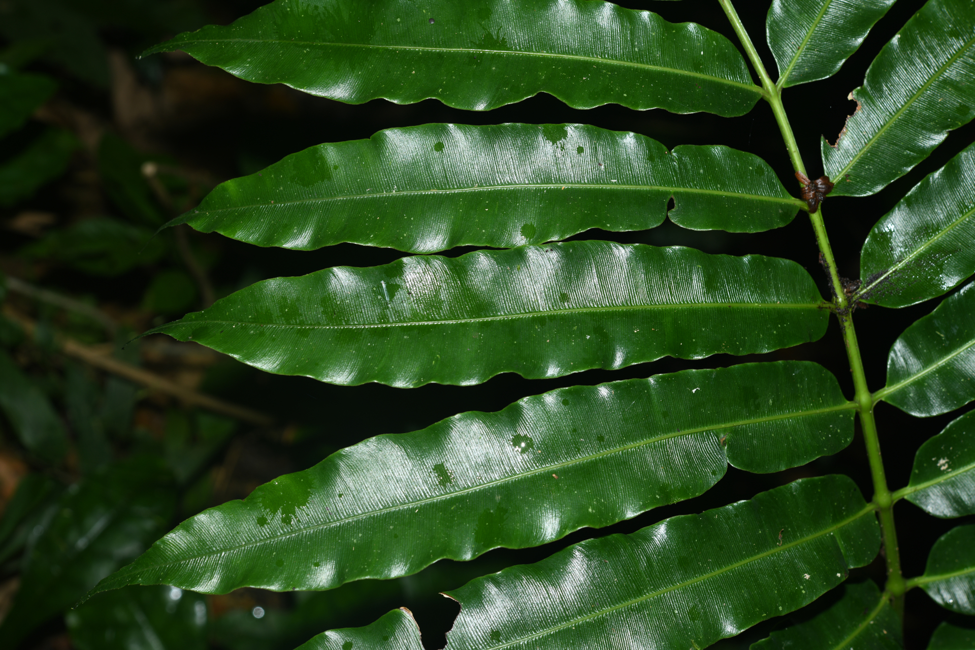 Danaea nigrescens Jenman - Photo Bivouac Naturaliste