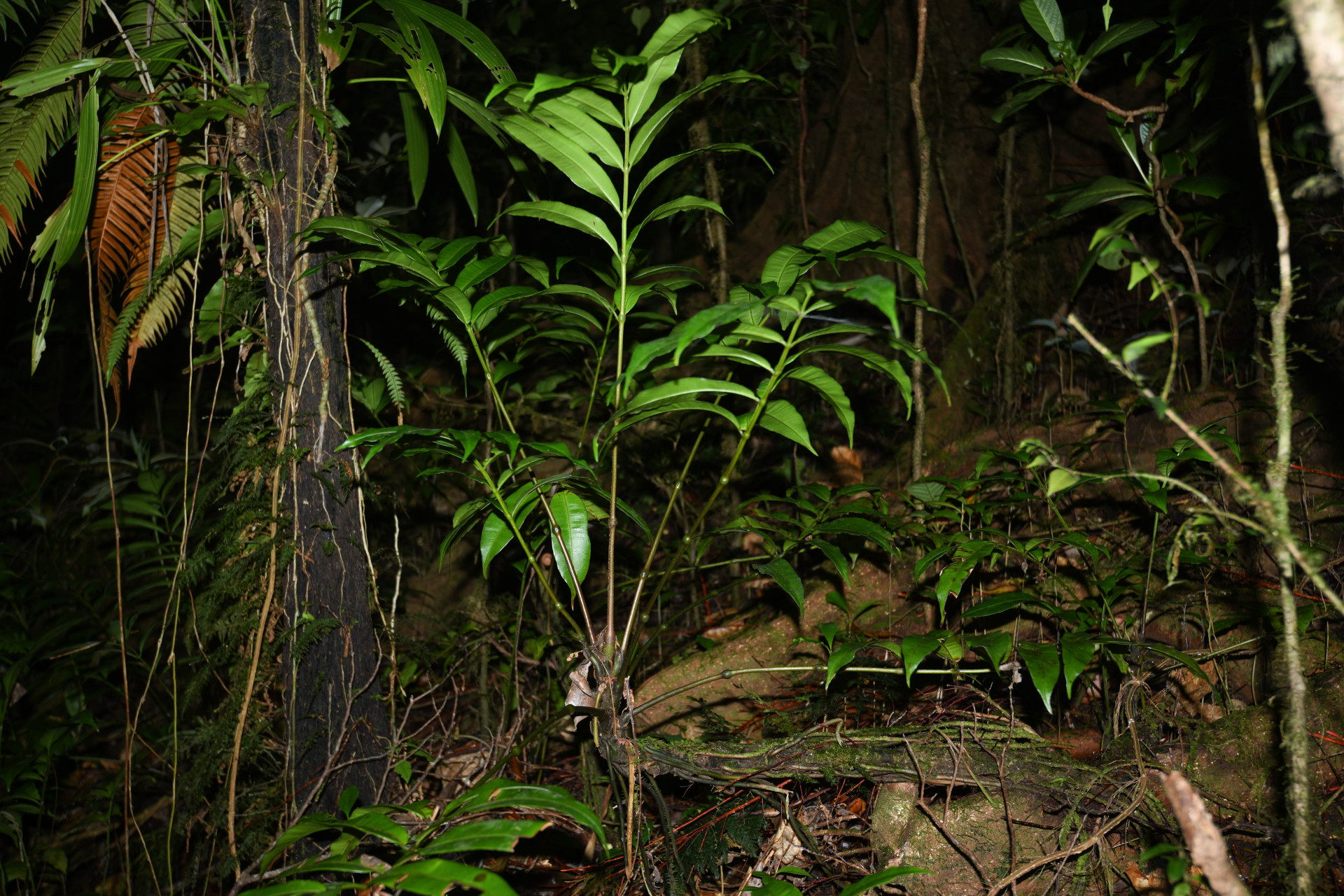 Danaea arbuscula Christenh. & Tuomisto - Photo Bivouac Naturaliste