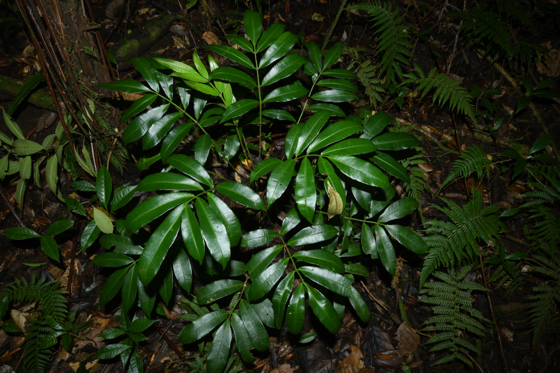 Danaea arbuscula Christenh. & Tuomisto - Photo Bivouac Naturaliste