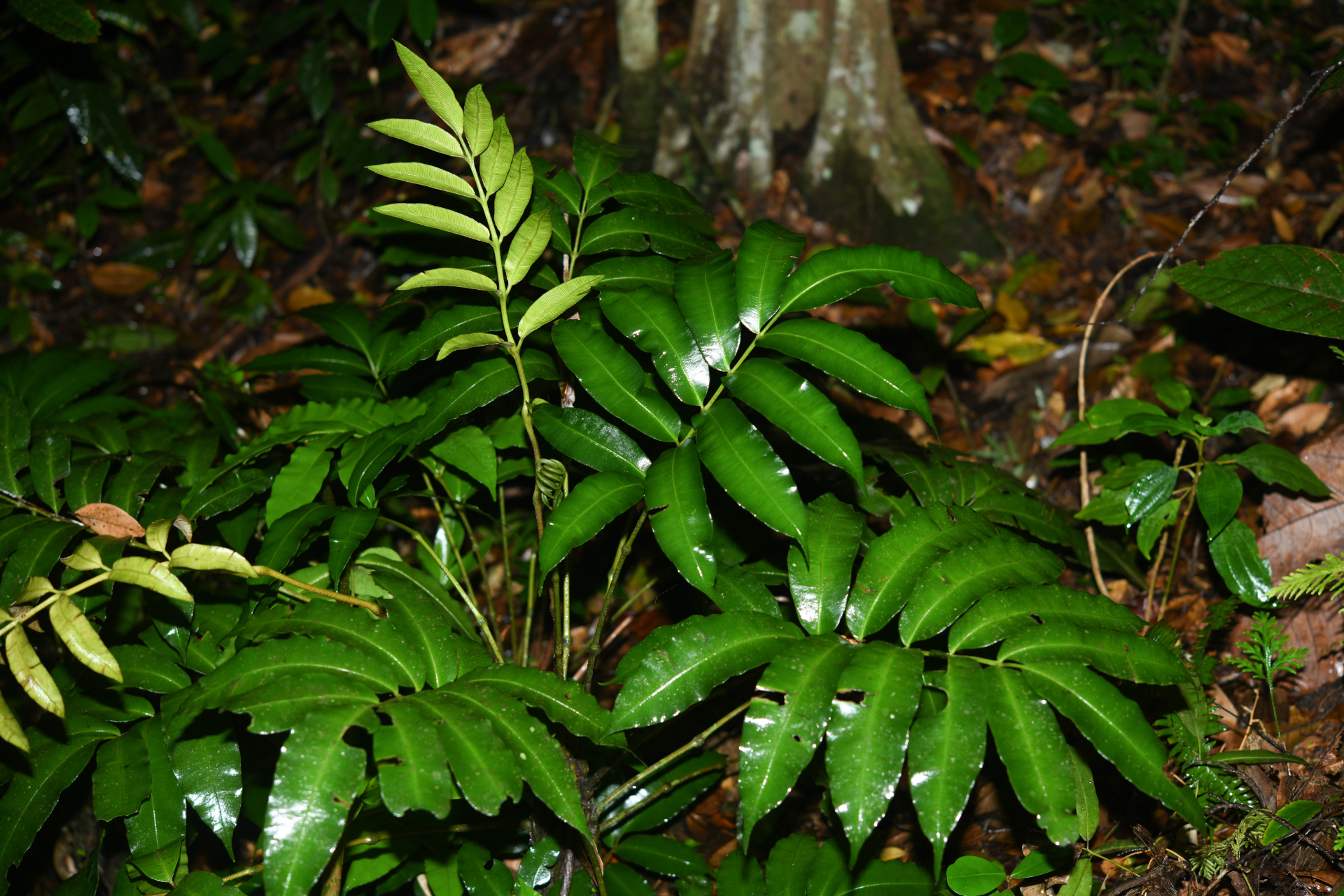 Danaea antillensis Christenh. - Photo Bivouac Naturaliste