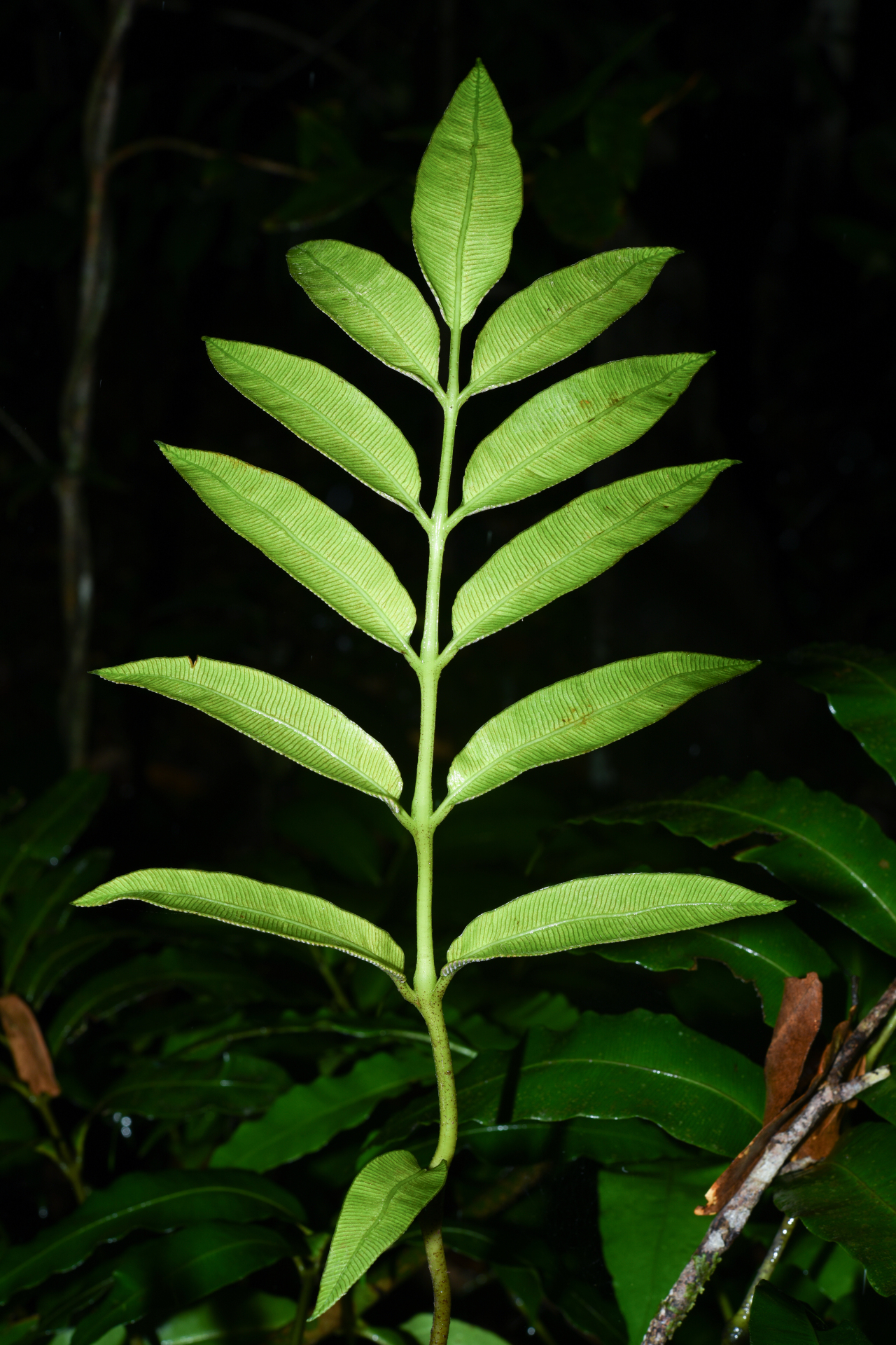 Danaea antillensis Christenh. - Photo Bivouac Naturaliste
