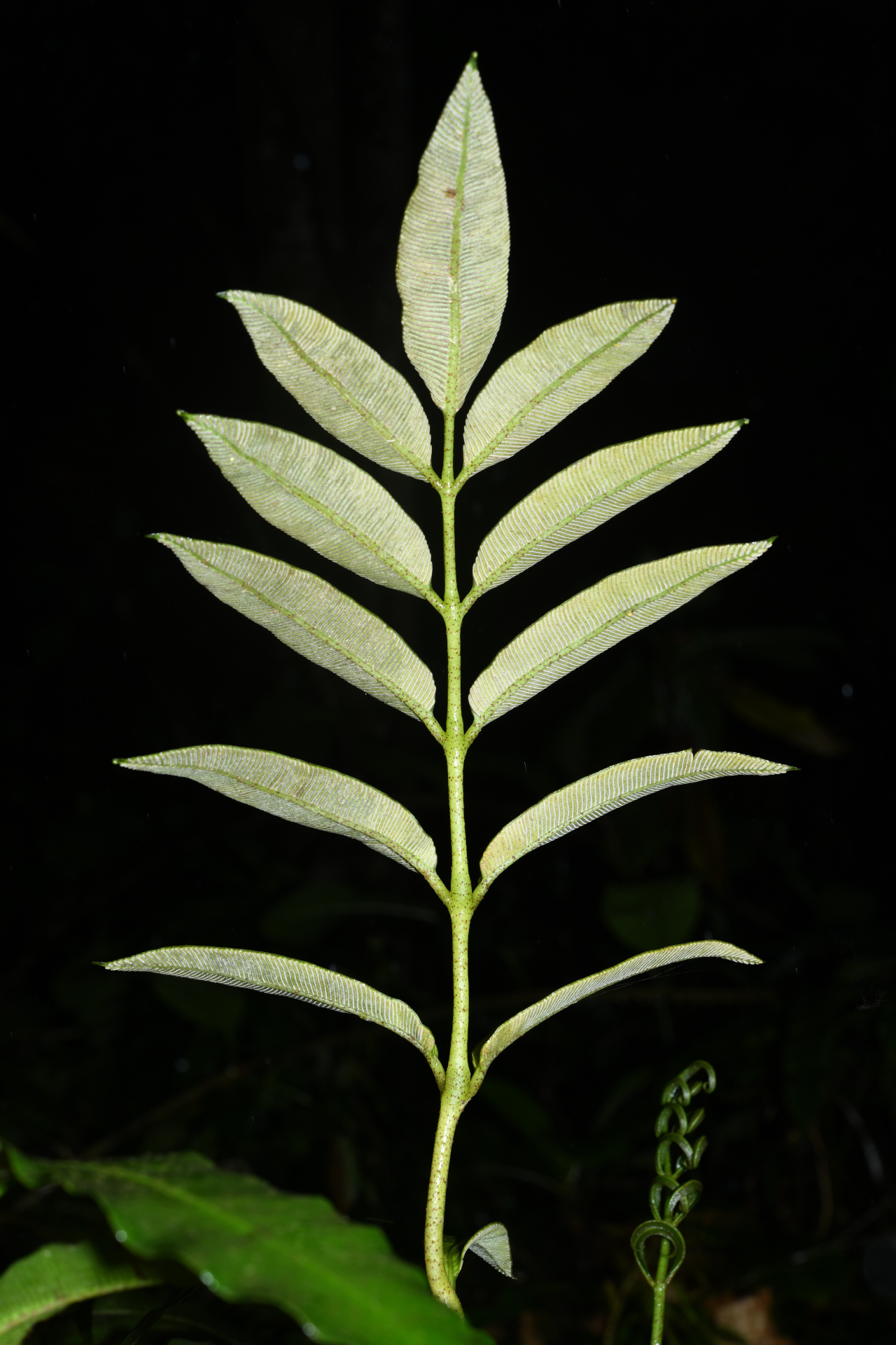 Danaea antillensis Christenh. - Photo Bivouac Naturaliste