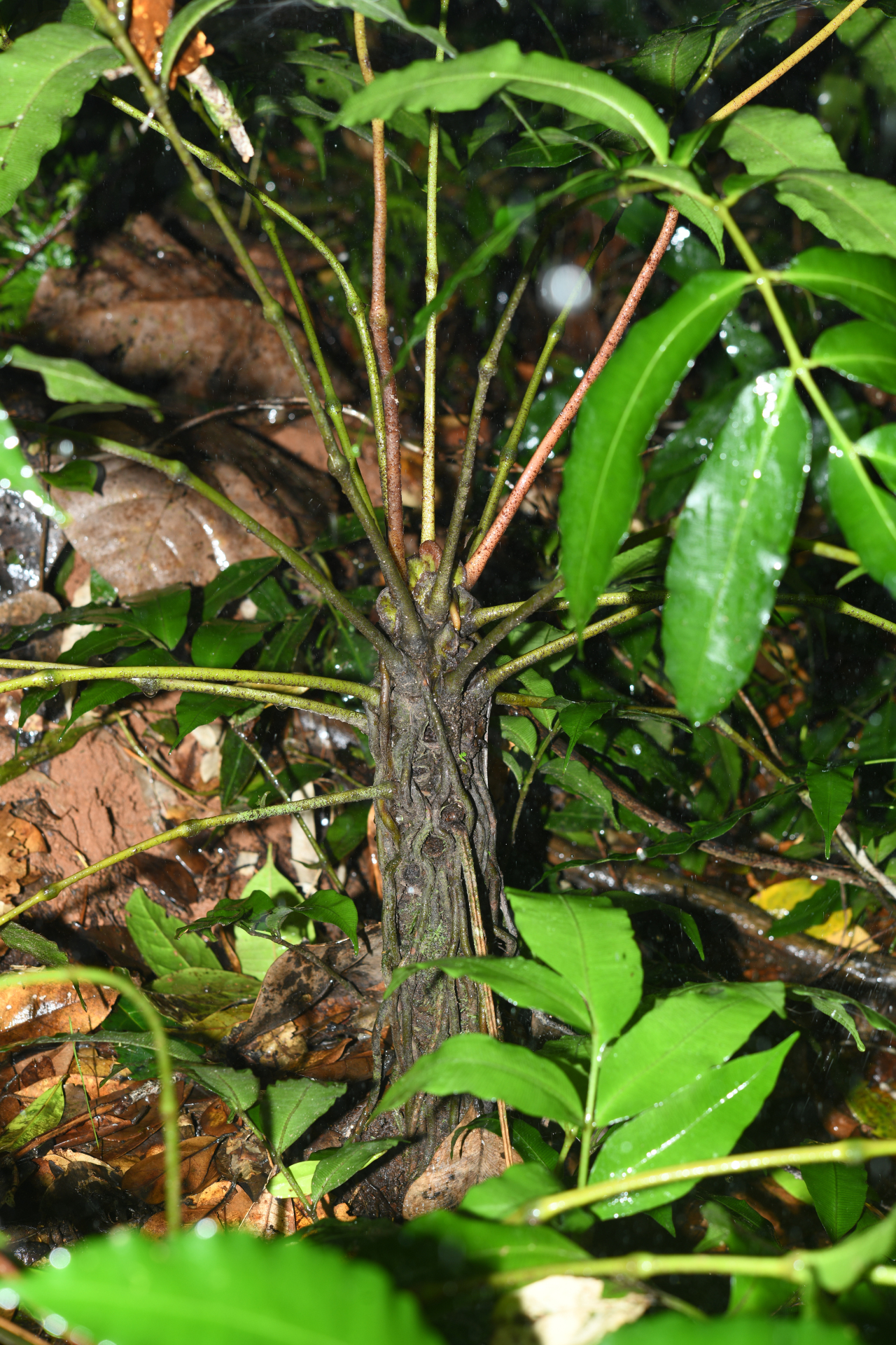 Danaea antillensis Christenh. - Photo Bivouac Naturaliste