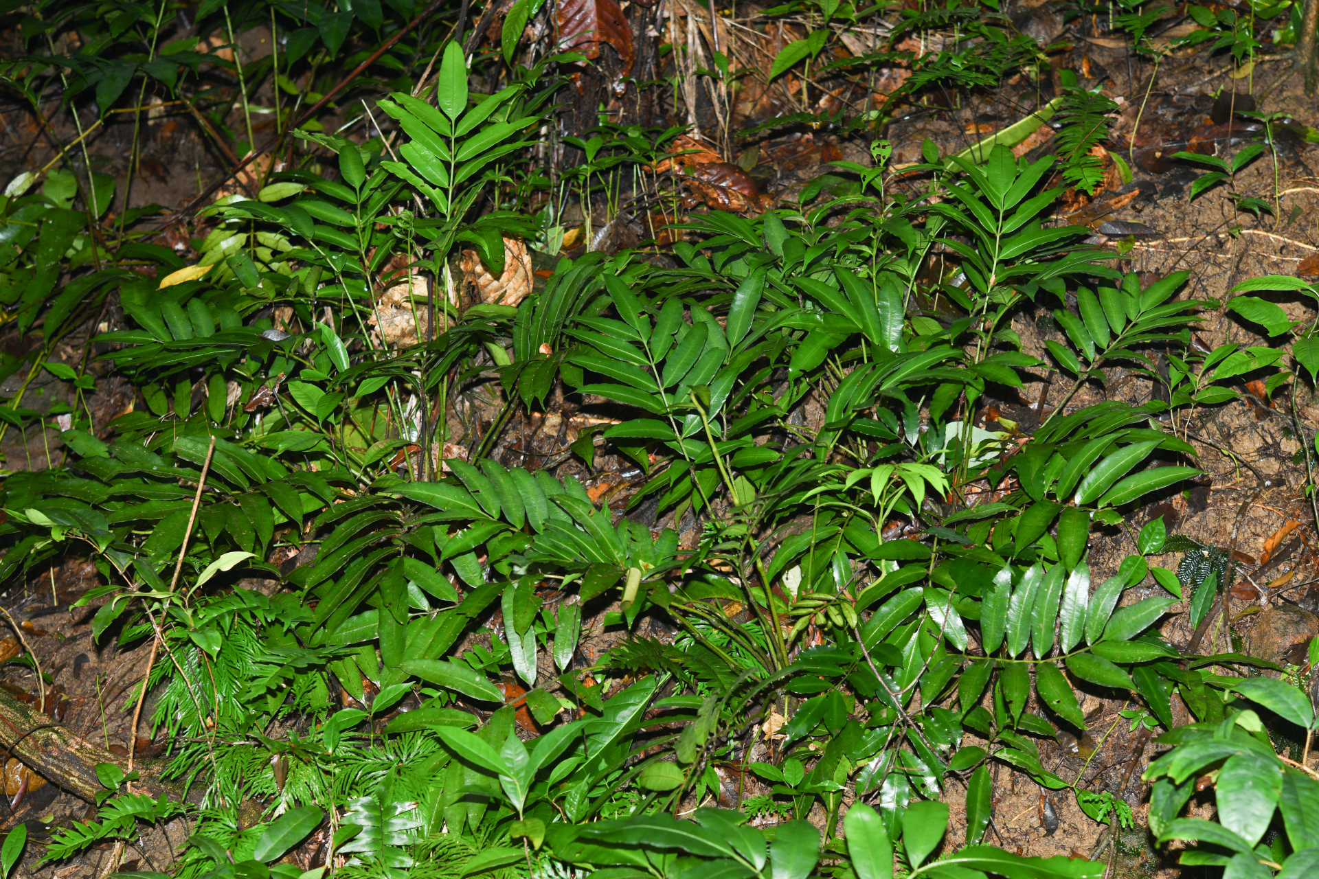 Danaea antillensis Christenh. - Photo Bivouac Naturaliste