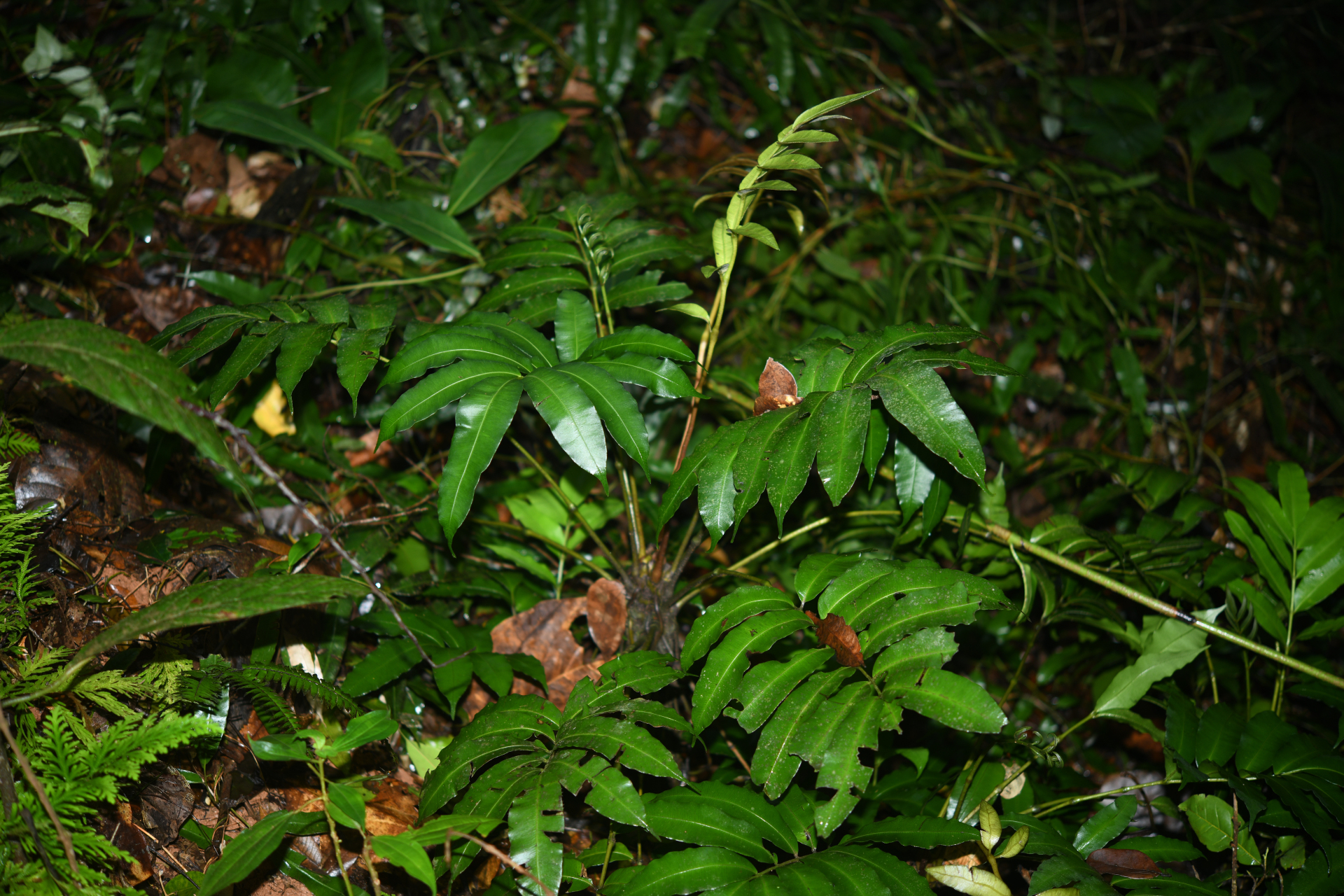 Danaea antillensis Christenh. - Photo Bivouac Naturaliste