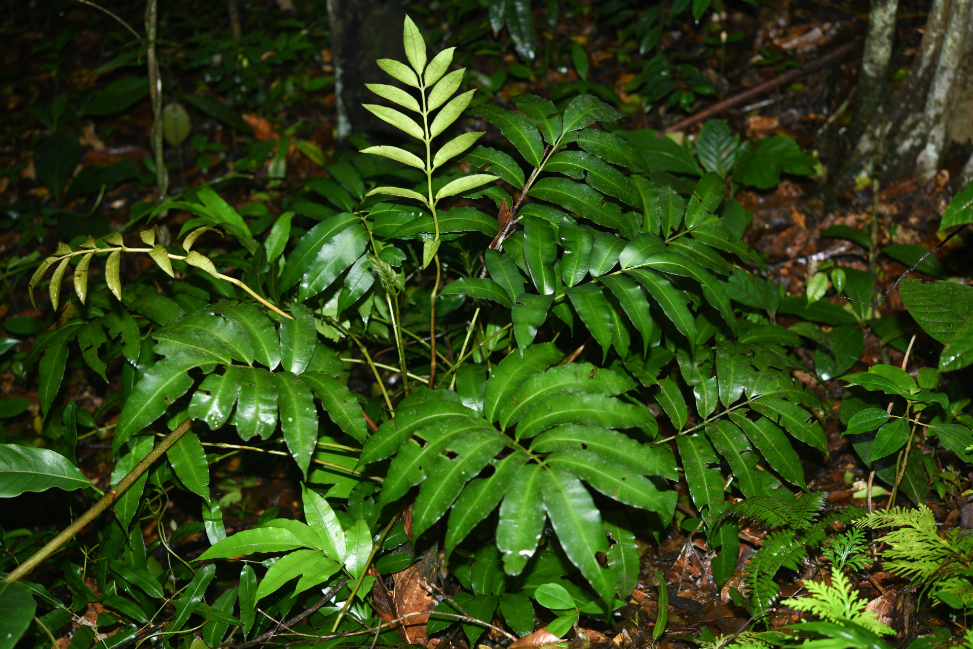 Danaea antillensis Christenh. - Photo Bivouac Naturaliste