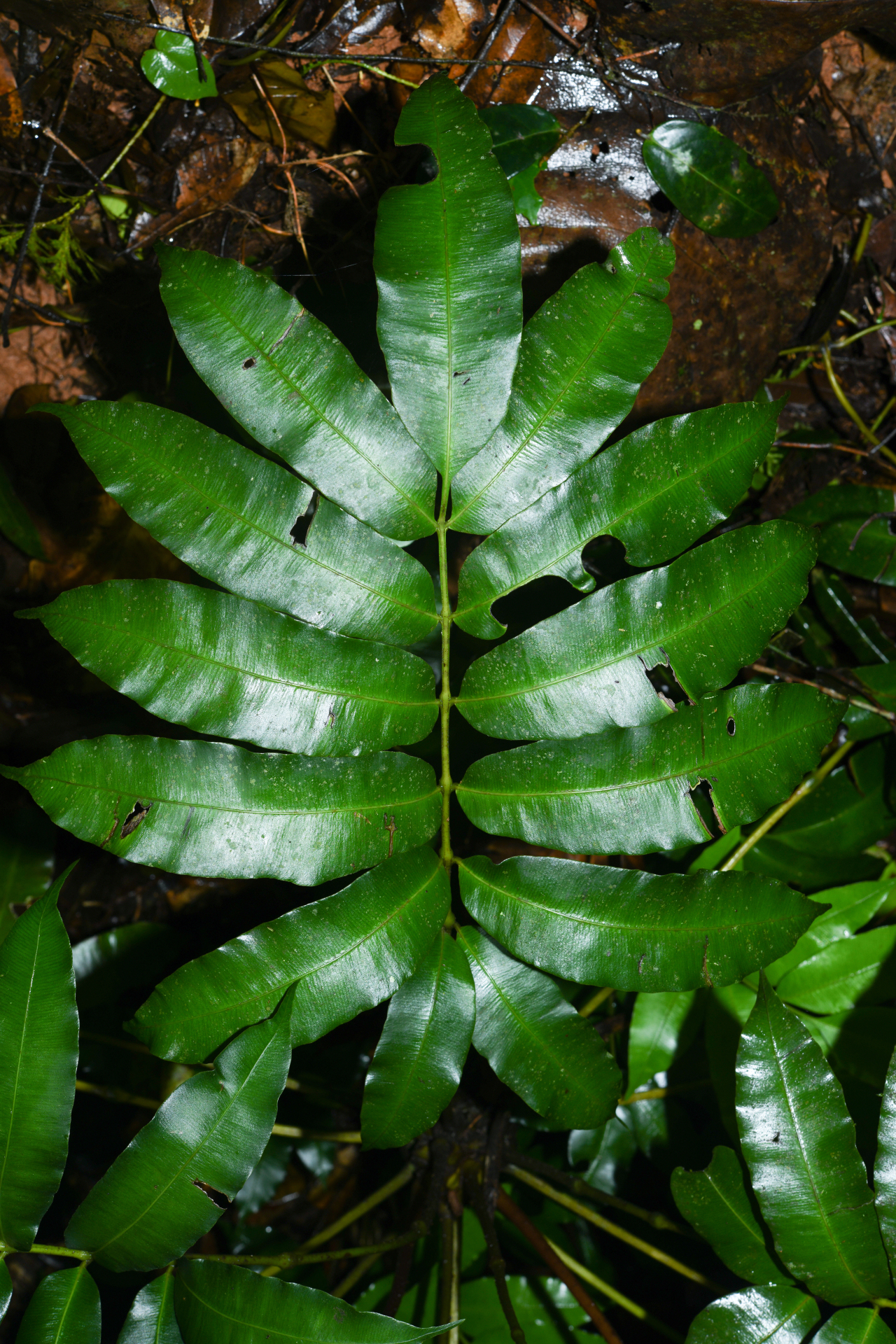 Danaea antillensis Christenh. - Photo Bivouac Naturaliste