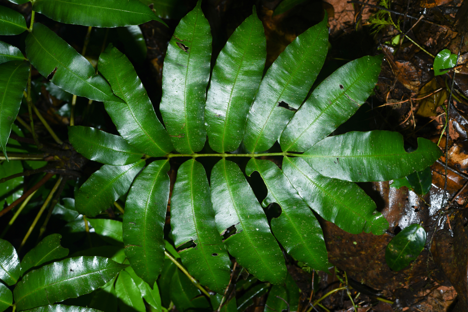 Danaea antillensis Christenh. - Photo Bivouac Naturaliste