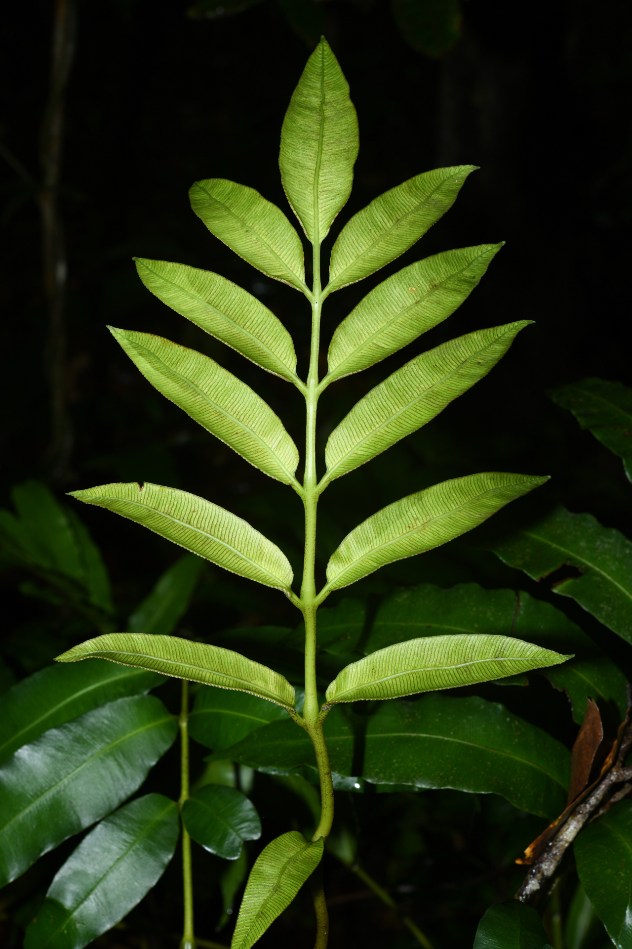 Danaea antillensis Christenh. - Photo Bivouac Naturaliste