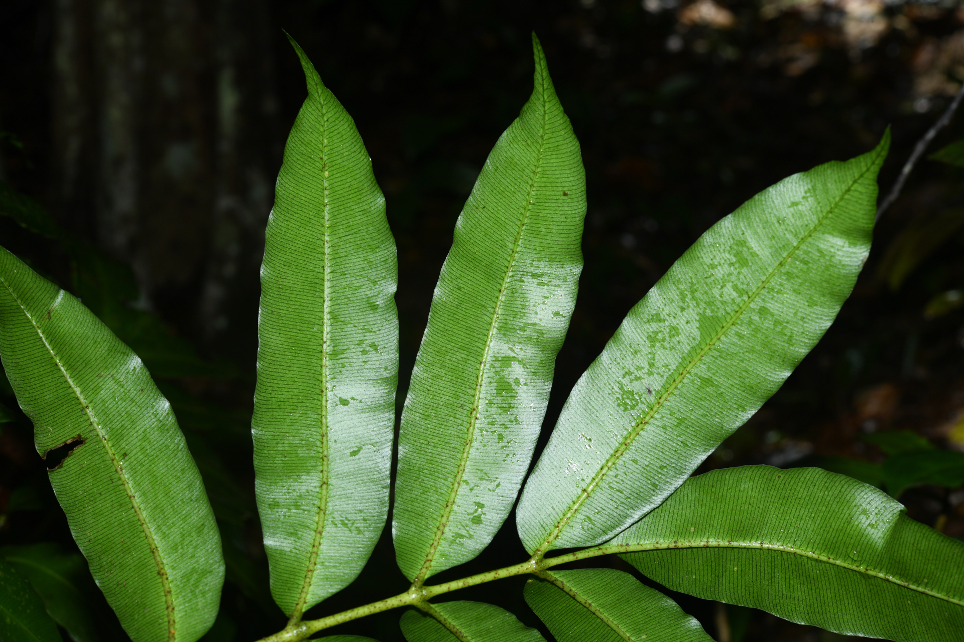 Danaea antillensis Christenh. - Photo Bivouac Naturaliste