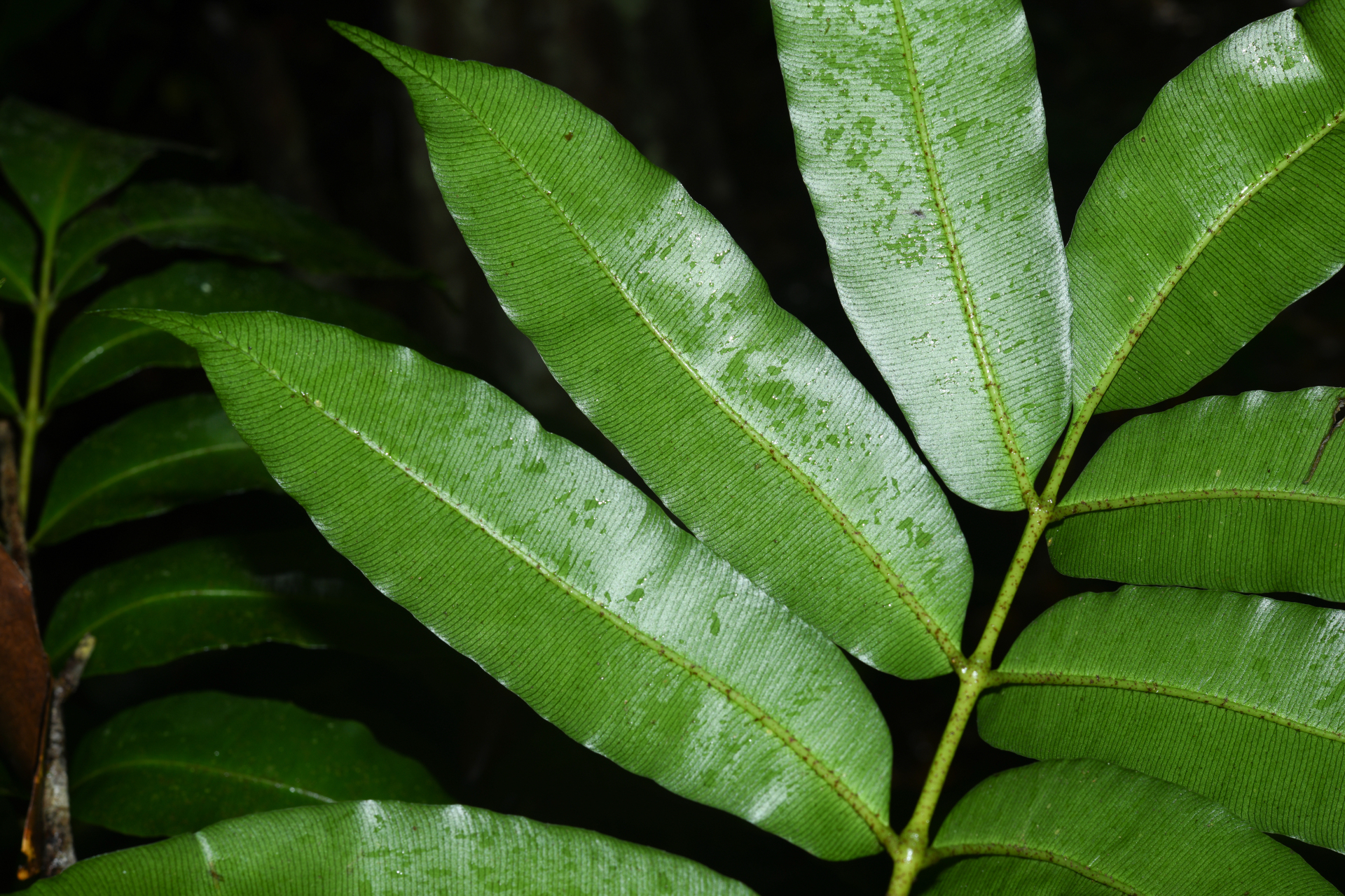 Danaea antillensis Christenh. - Photo Bivouac Naturaliste