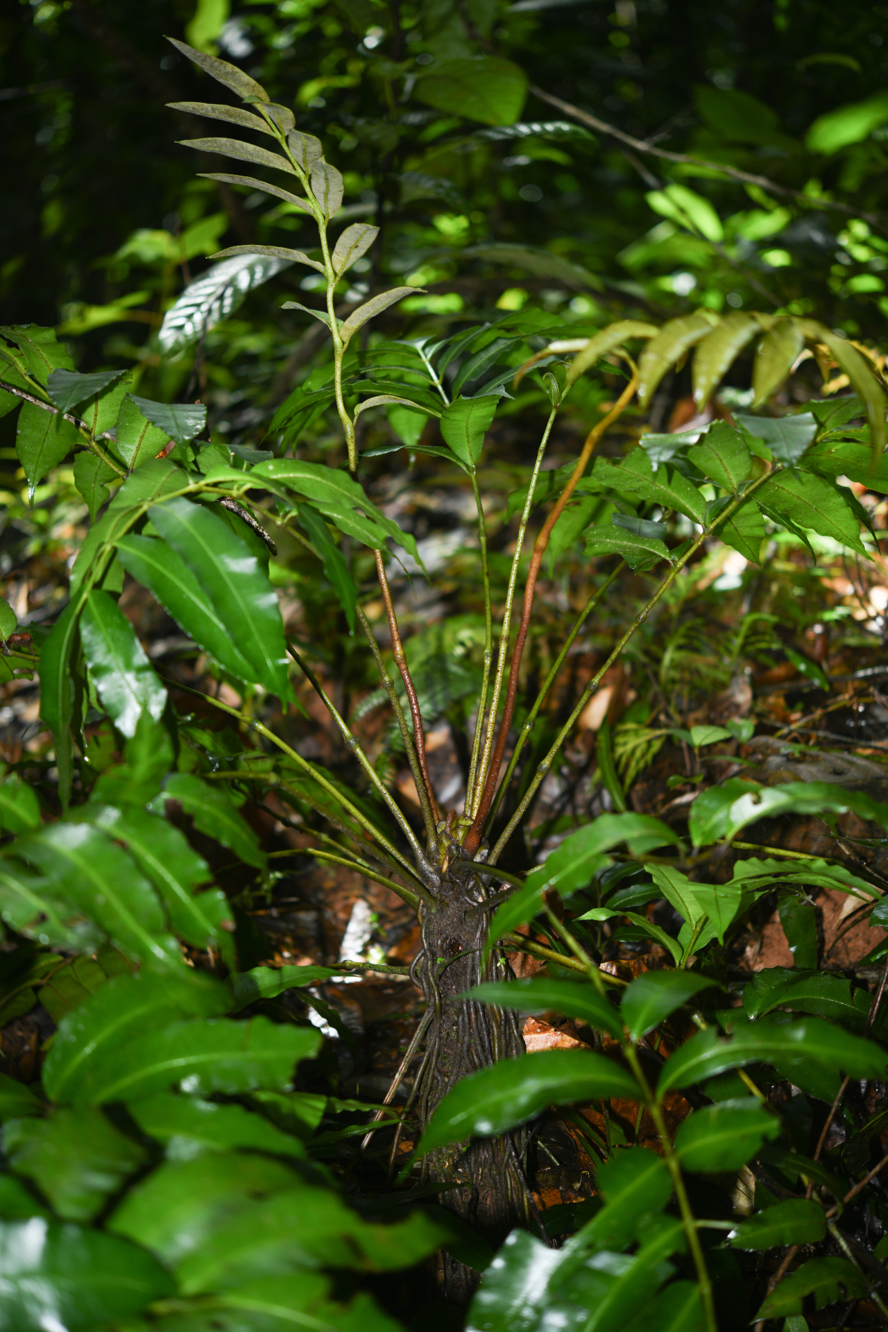 Danaea antillensis Christenh. - Photo Bivouac Naturaliste