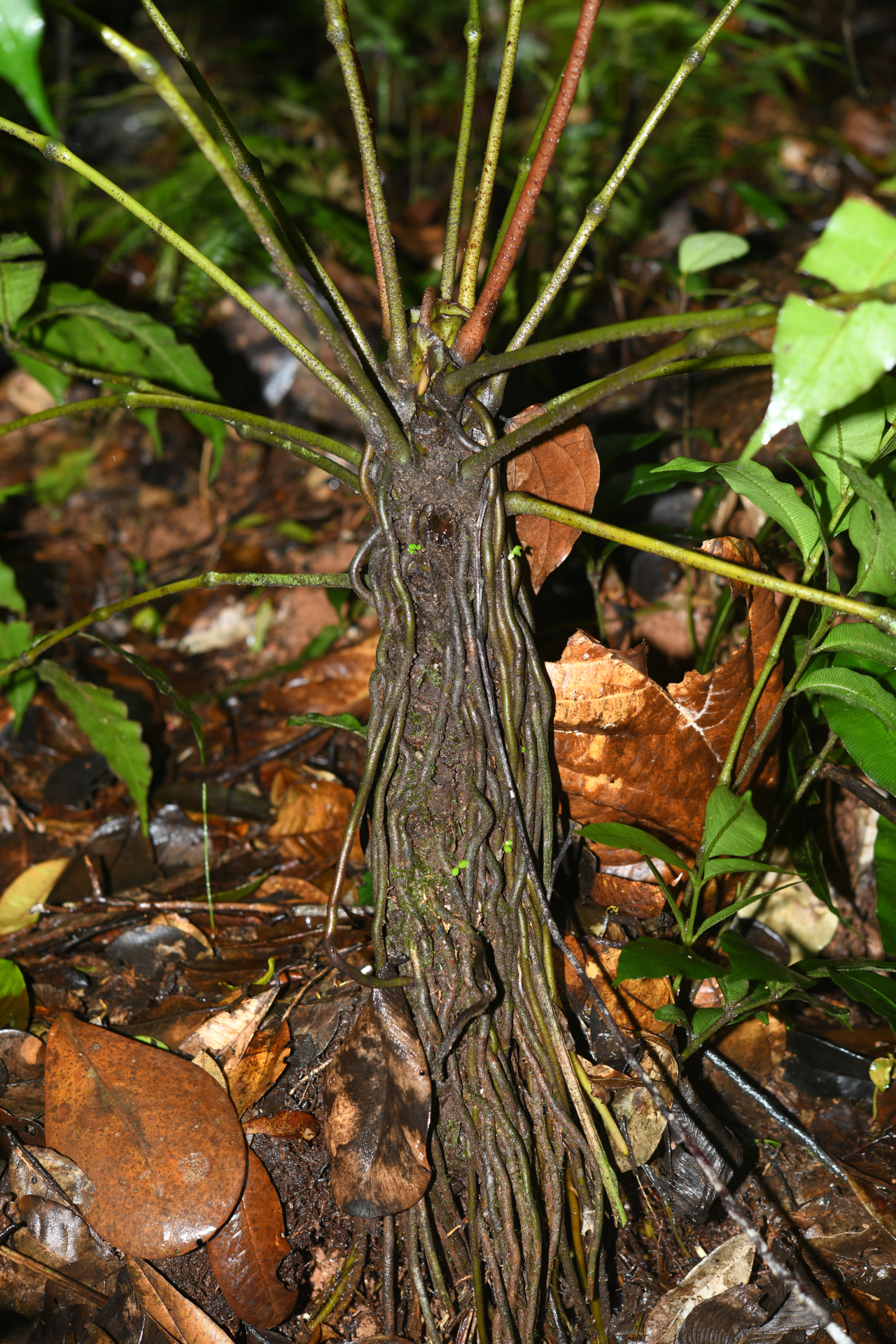 Danaea antillensis Christenh. - Photo Bivouac Naturaliste