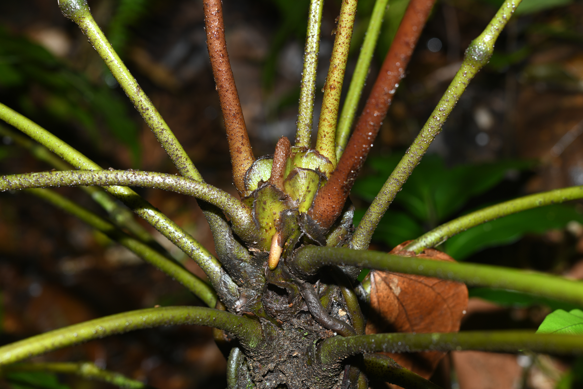 Danaea antillensis Christenh. - Photo Bivouac Naturaliste
