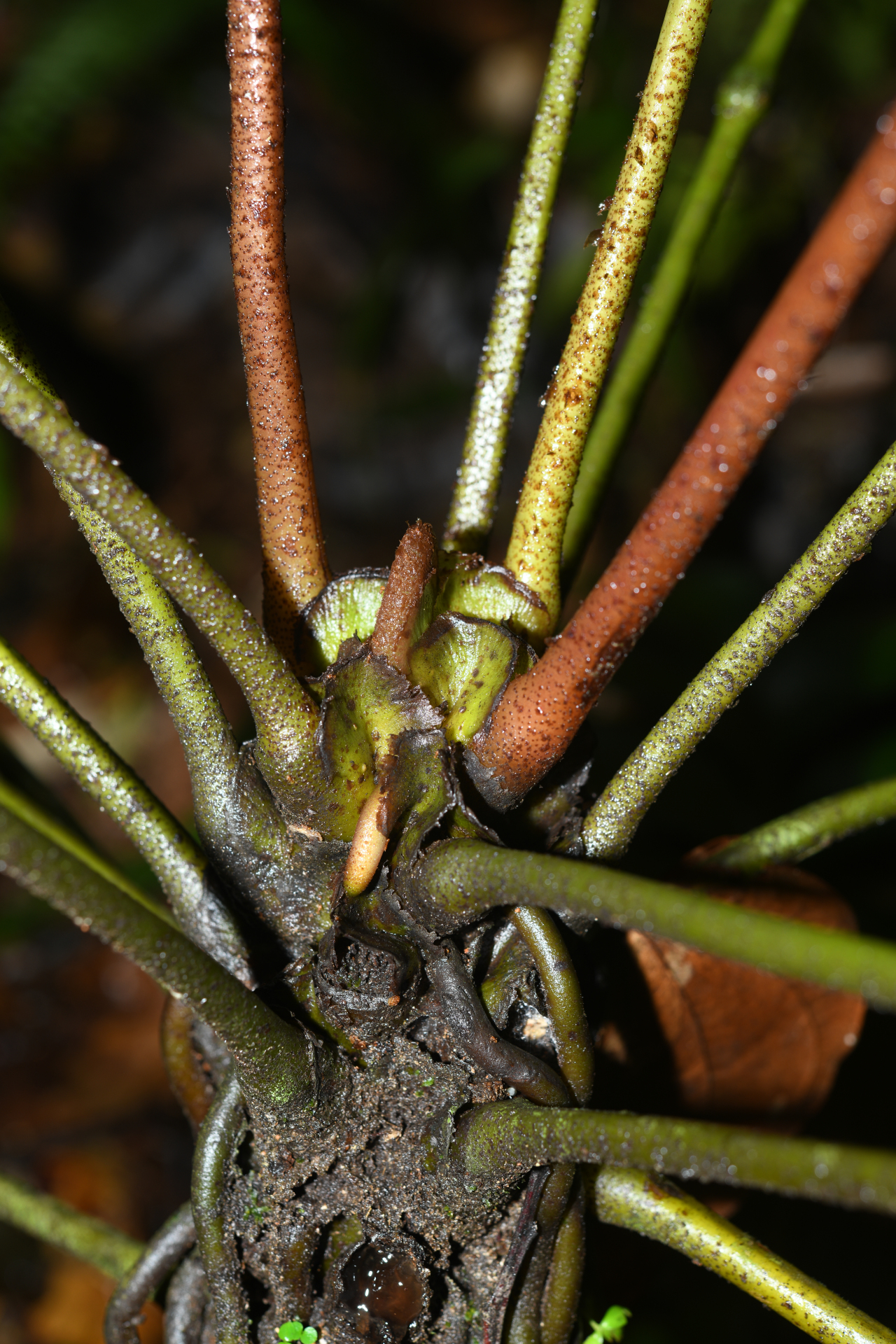Danaea antillensis Christenh. - Photo Bivouac Naturaliste