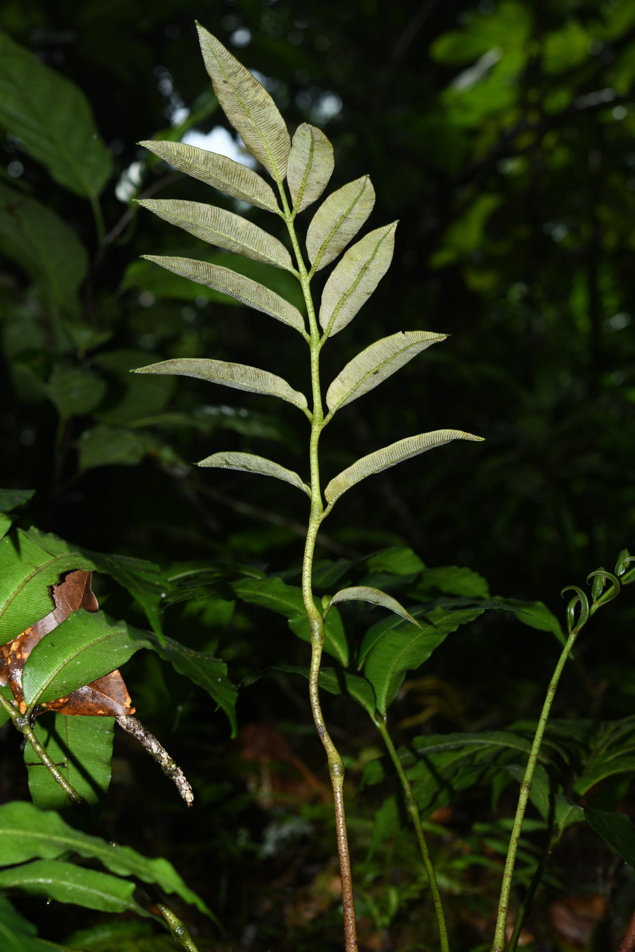 Danaea antillensis Christenh. - Photo Bivouac Naturaliste