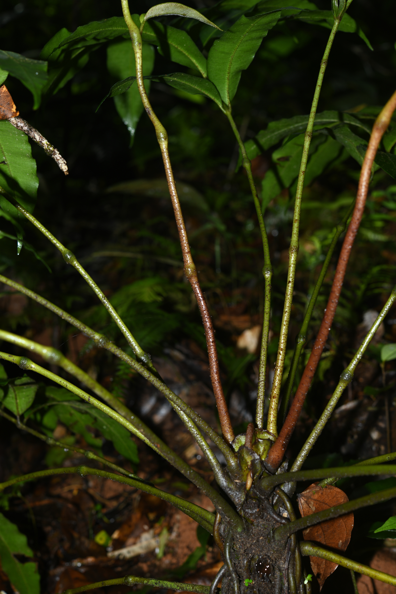Danaea antillensis Christenh. - Photo Bivouac Naturaliste