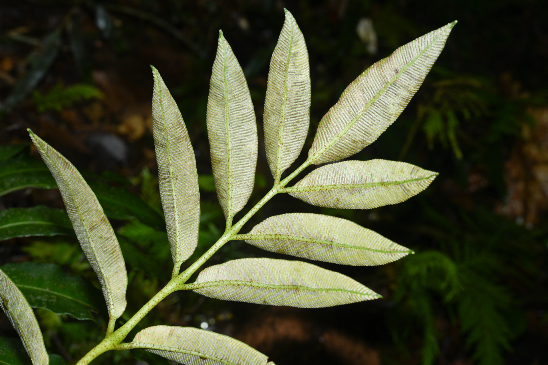 Danaea antillensis Christenh. - Photo Bivouac Naturaliste