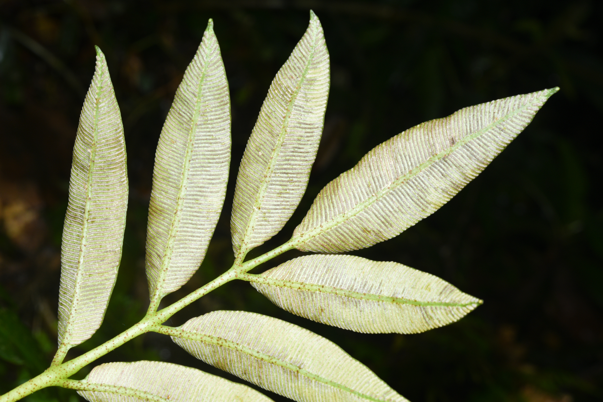 Danaea antillensis Christenh. - Photo Bivouac Naturaliste