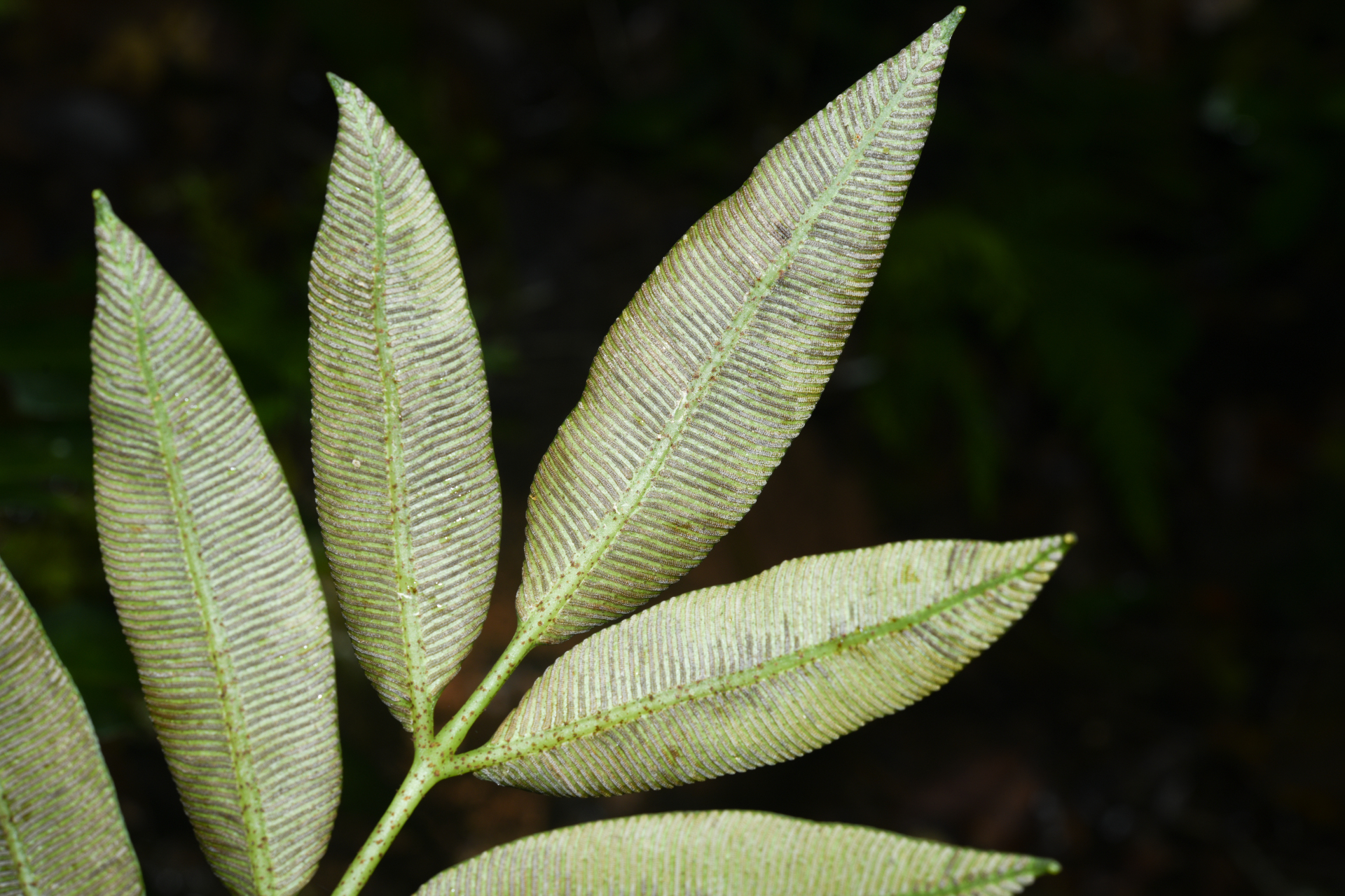 Danaea antillensis Christenh. - Photo Bivouac Naturaliste