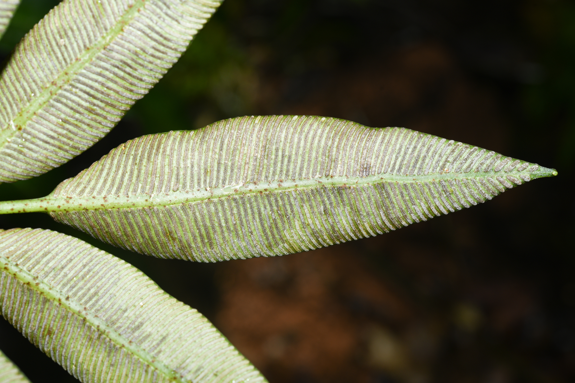 Danaea antillensis Christenh. - Photo Bivouac Naturaliste