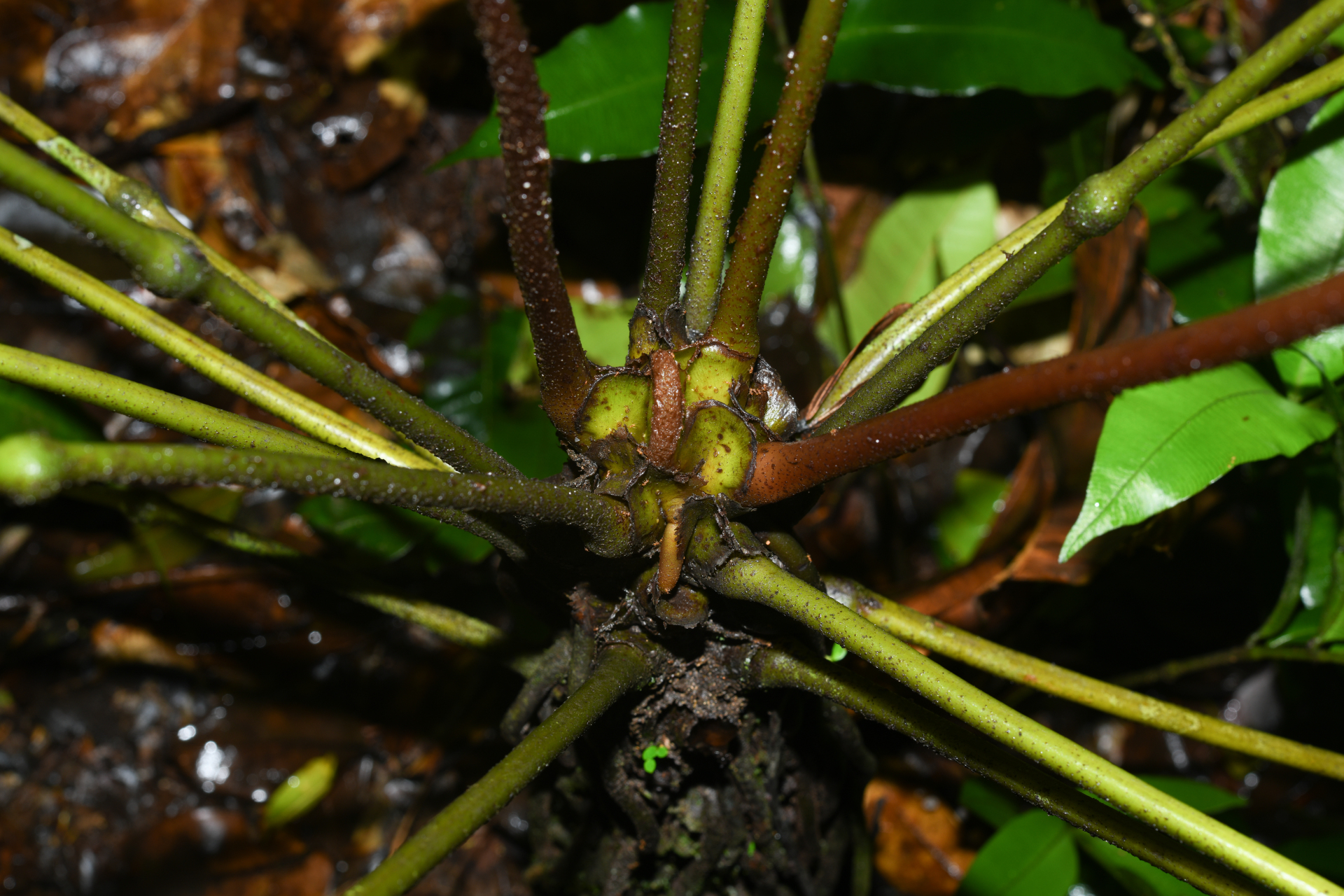 Danaea antillensis Christenh. - Photo Bivouac Naturaliste
