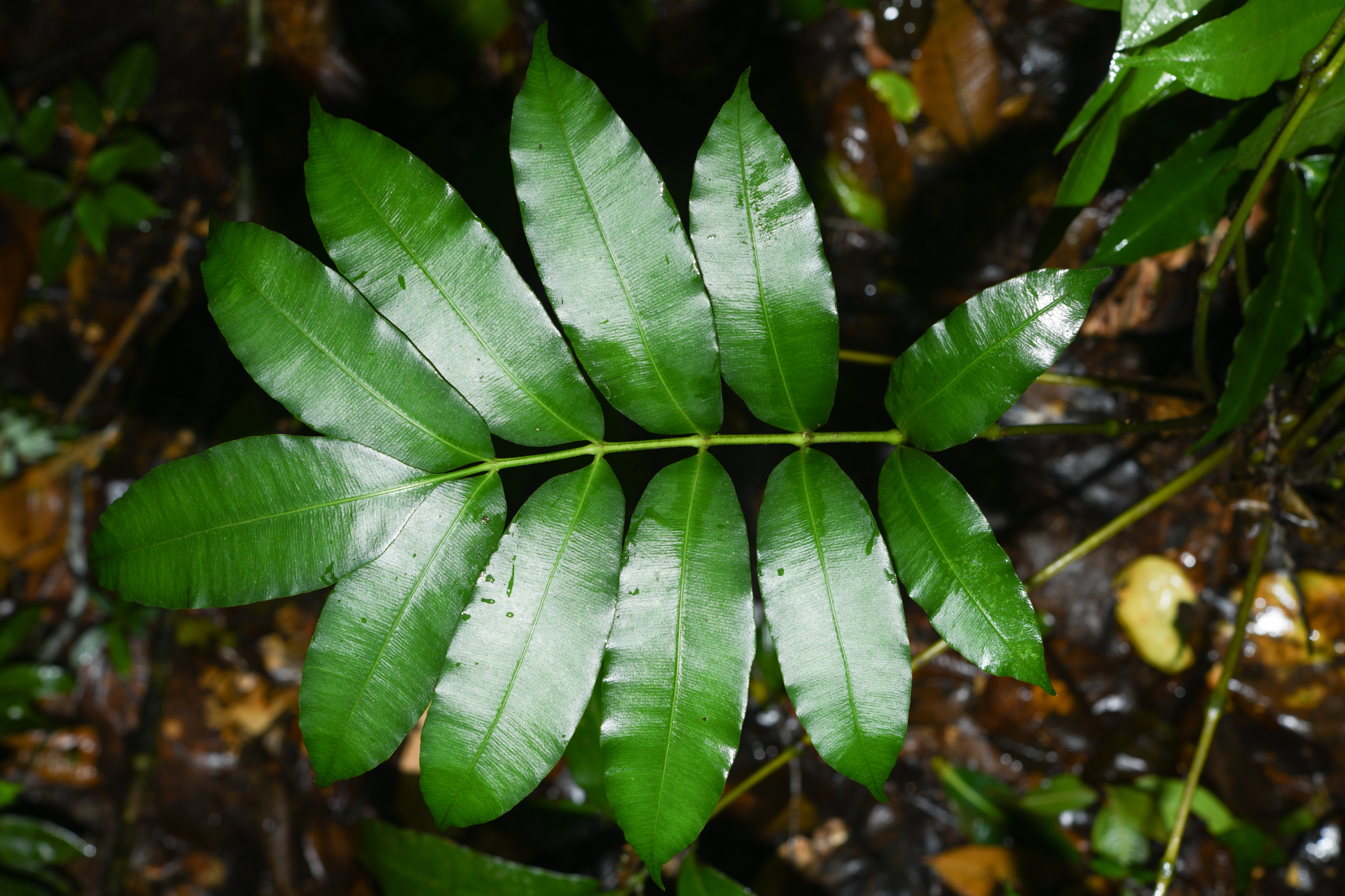Danaea antillensis Christenh. - Photo Bivouac Naturaliste