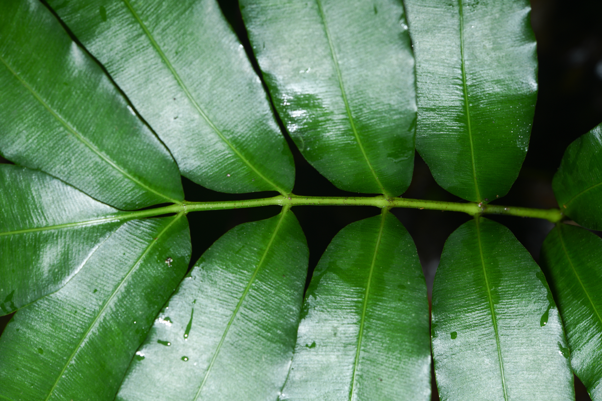 Danaea antillensis Christenh. - Photo Bivouac Naturaliste