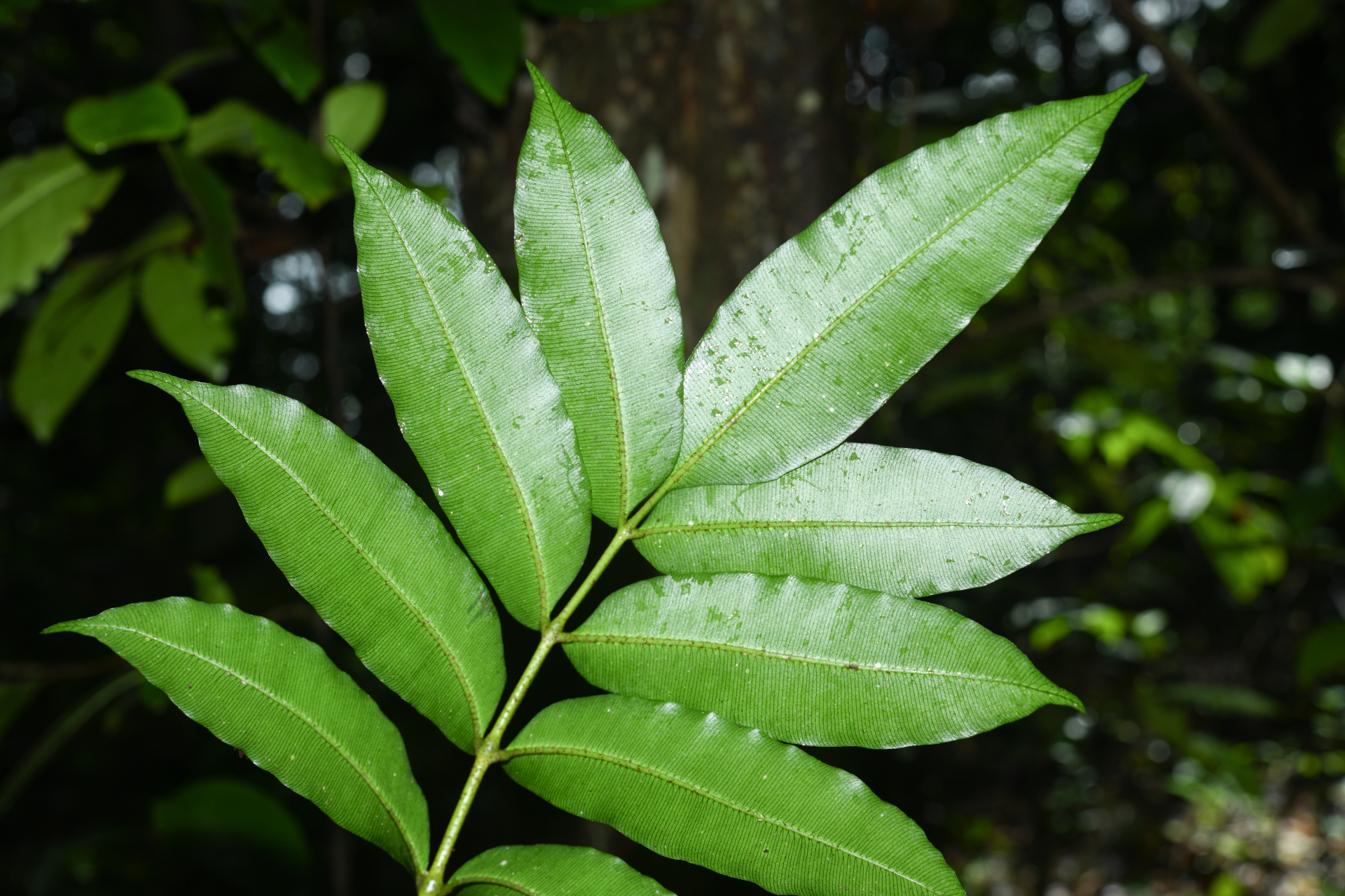 Danaea antillensis Christenh. - Photo Bivouac Naturaliste