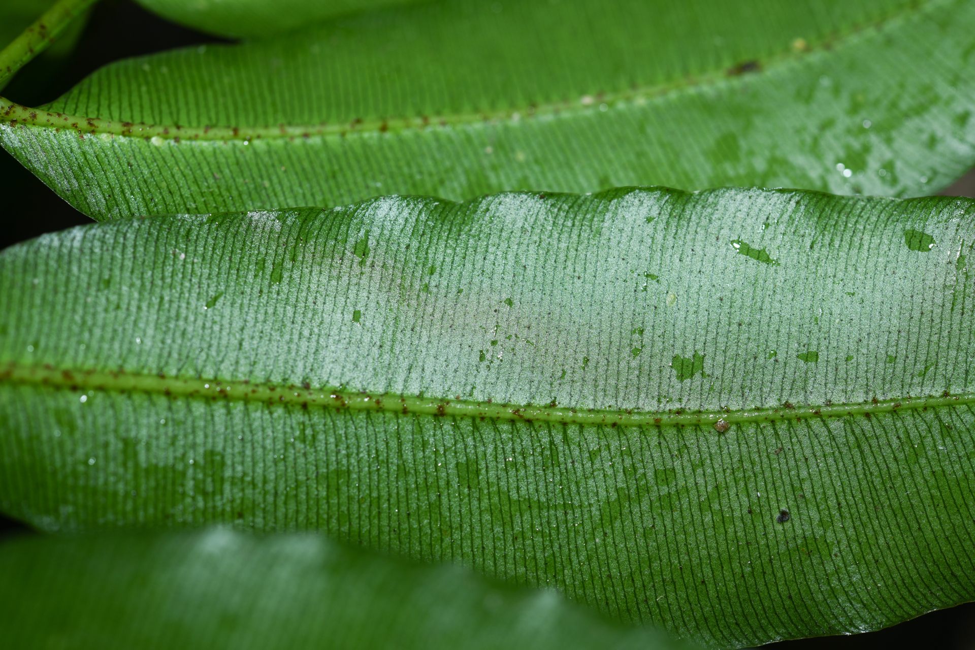 Danaea antillensis Christenh. - Photo Bivouac Naturaliste