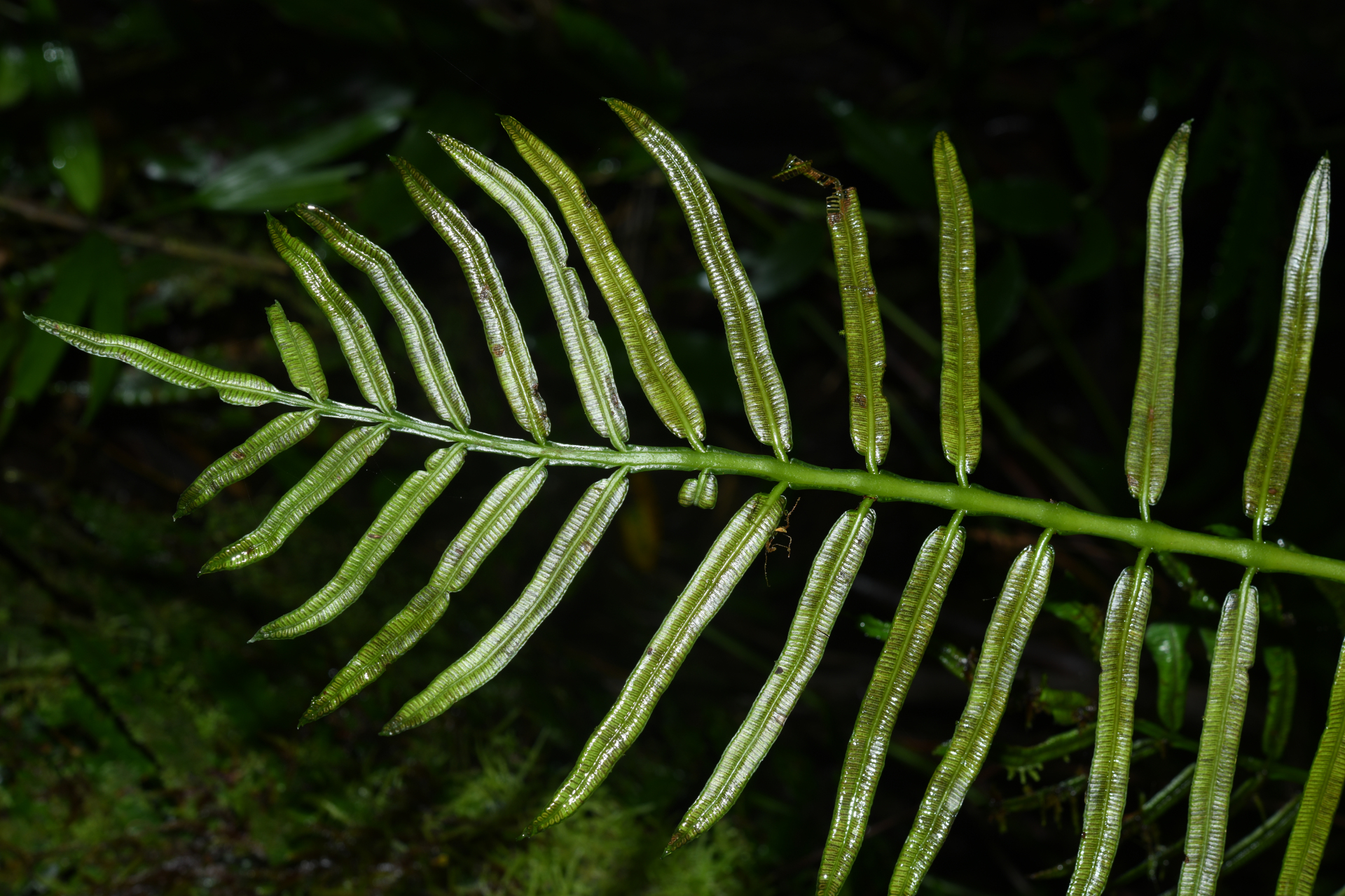 Danaea mazeana Underw. - Photo Bivouac Naturaliste