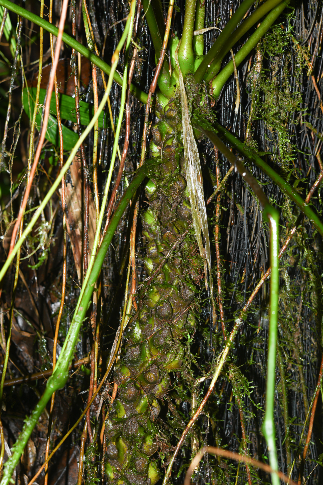 Danaea mazeana Underw. - Photo Bivouac Naturaliste