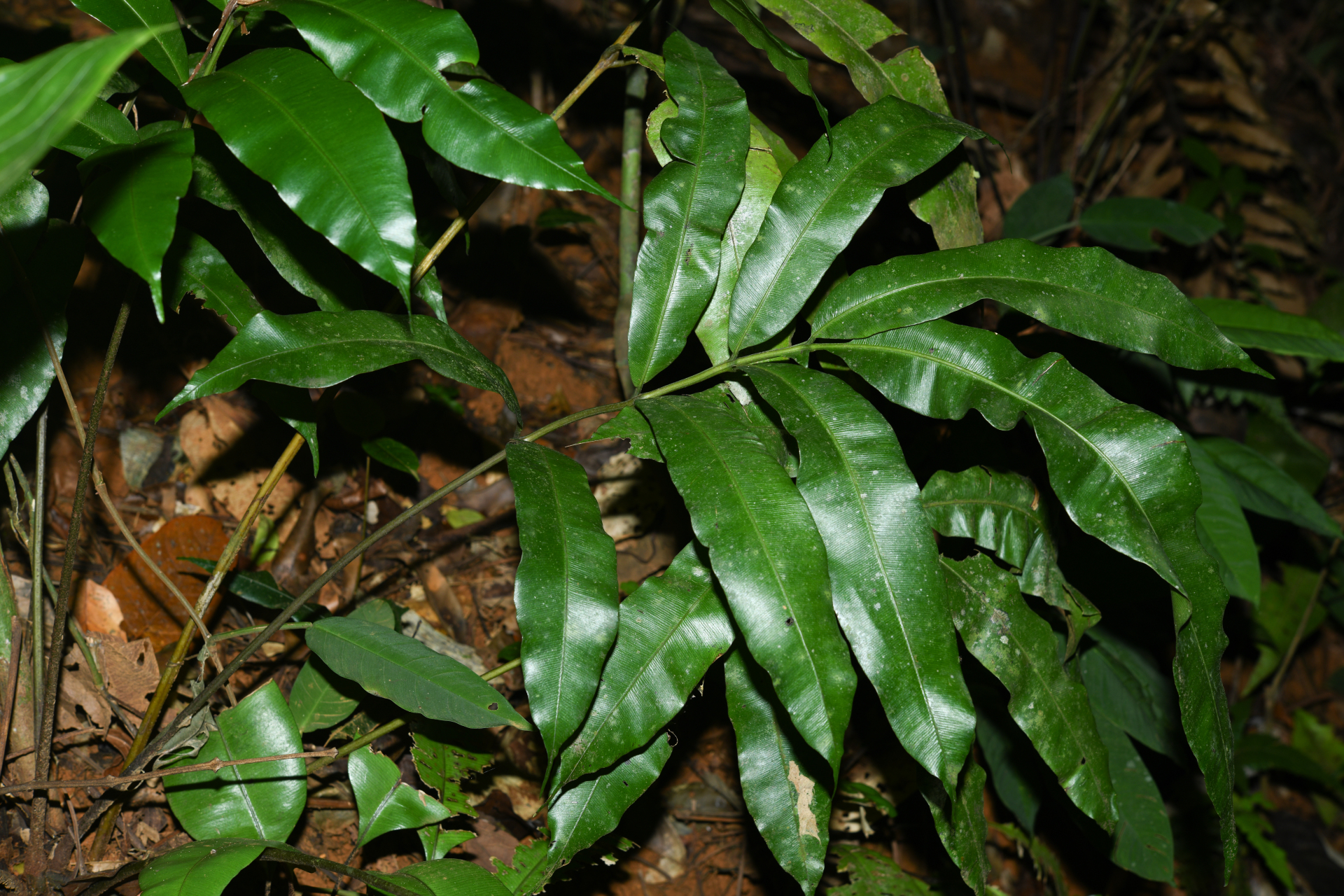 Danaea ushana Christenh. - Photo Bivouac Naturaliste