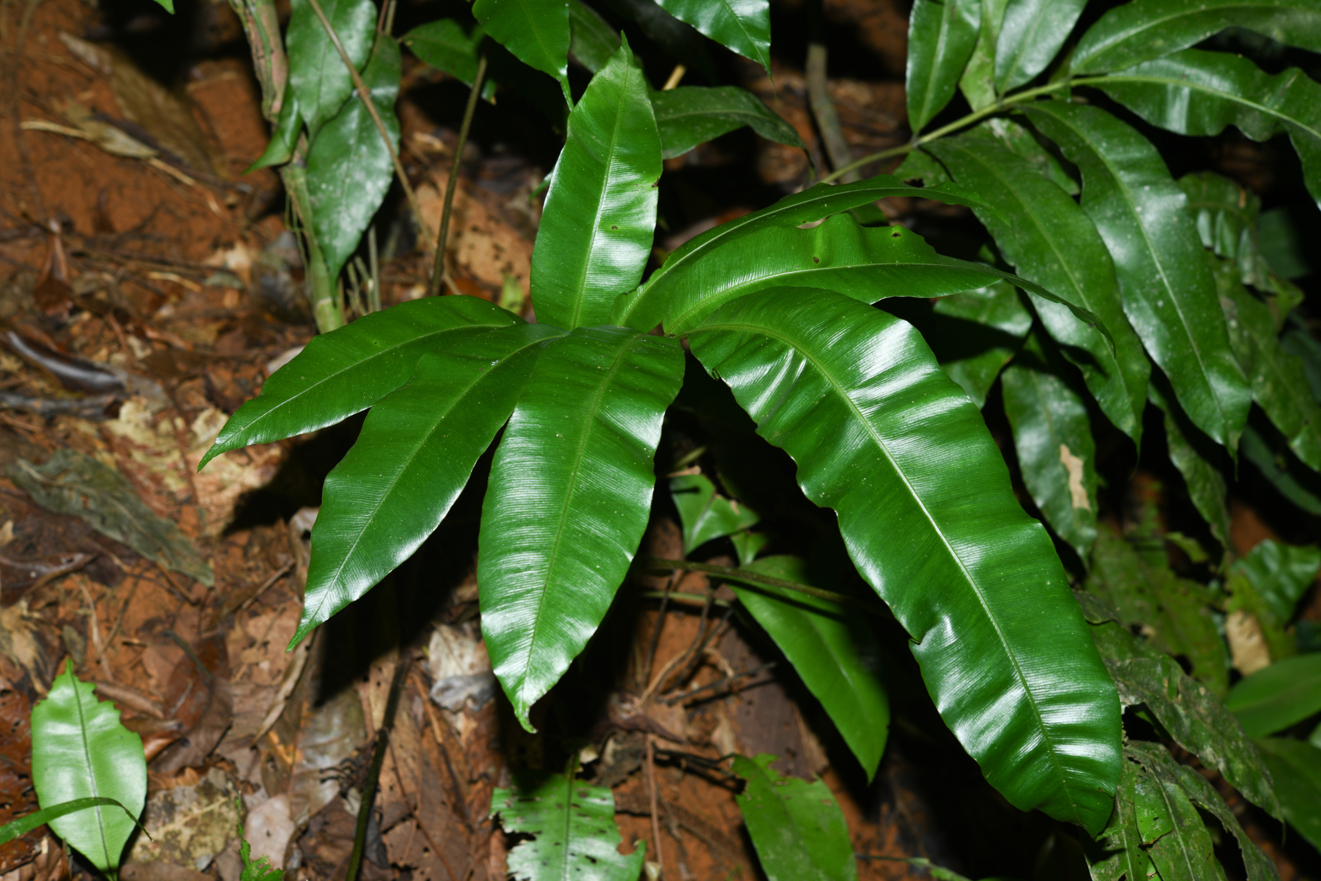 Danaea ushana Christenh. - Photo Bivouac Naturaliste