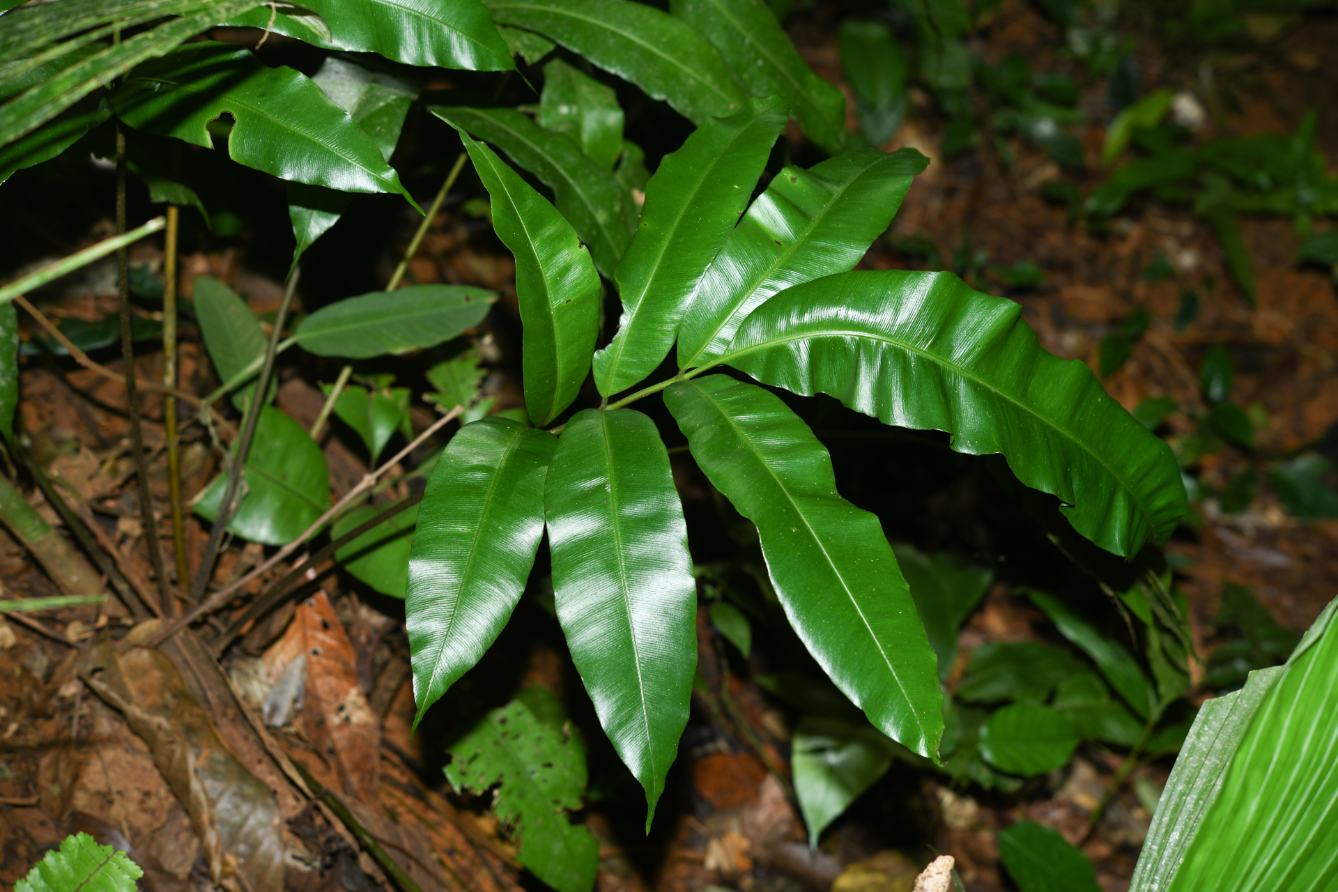 Danaea ushana Christenh. - Photo Bivouac Naturaliste