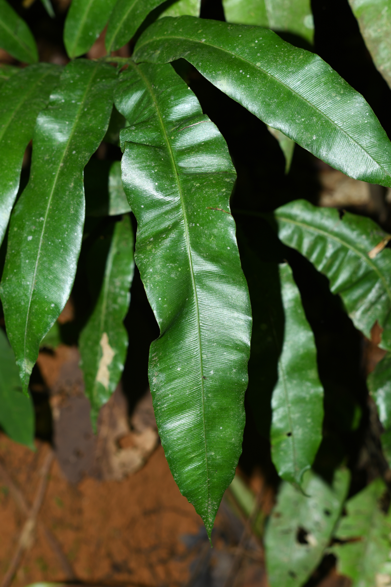 Danaea ushana Christenh. - Photo Bivouac Naturaliste